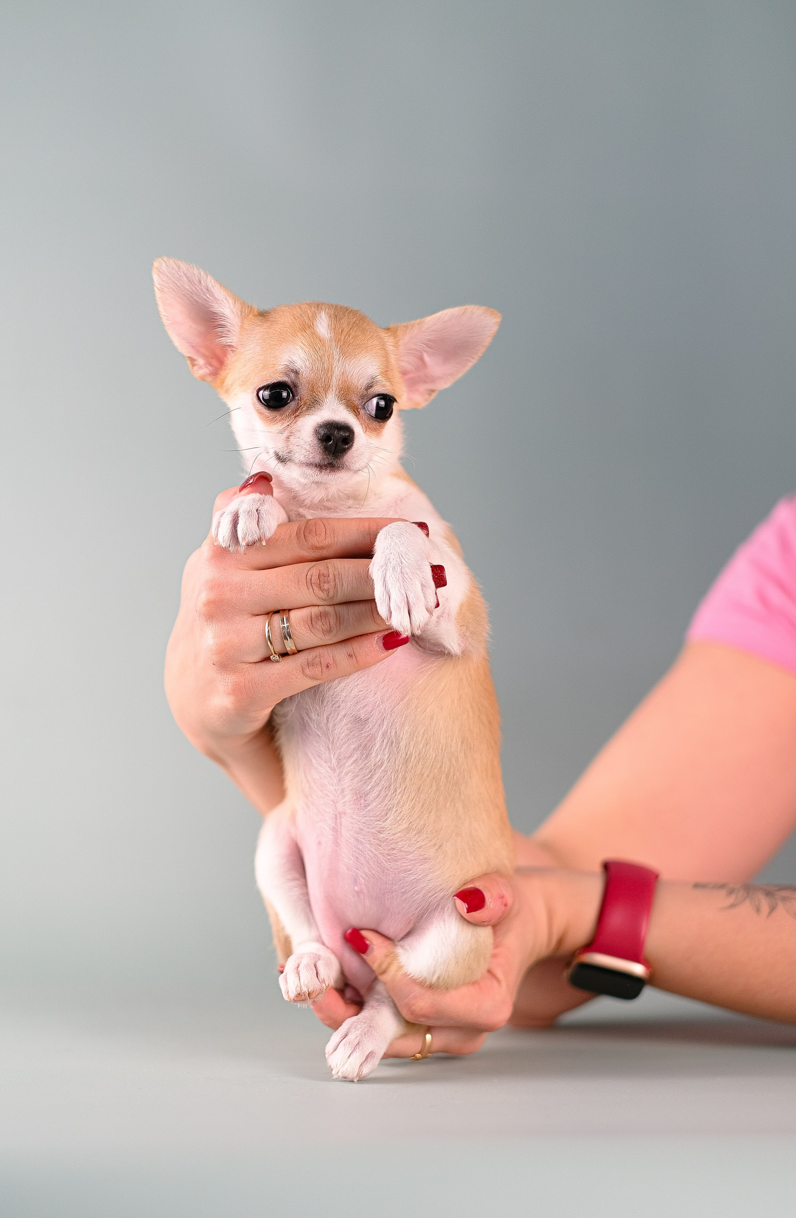 Чихуа хуа. Фотограф и видеограф анималист Аганина Дарья
