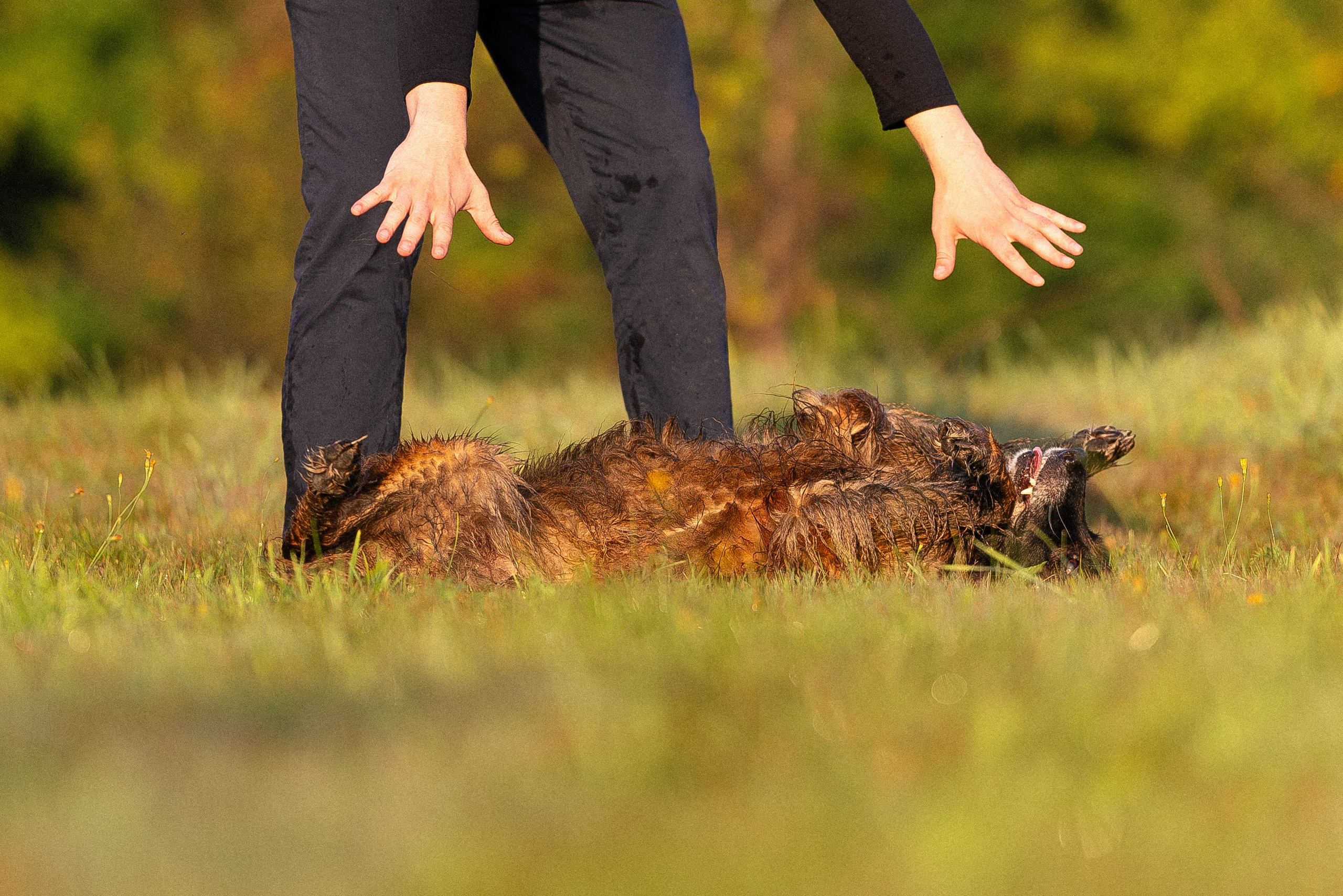 Алена, Матвей, Фанни и Фрея. Фотограф и видеограф анималист Аганина Дарья
