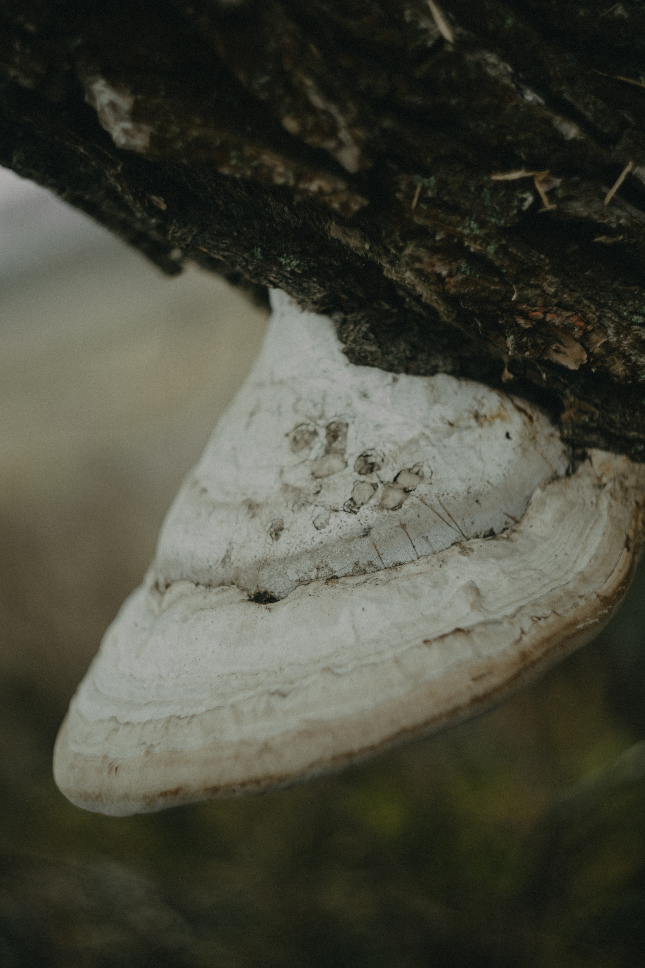 Диана и Антон. Свадебный и семейный фотограф Женя Добрянская в Нижнем Новгороде