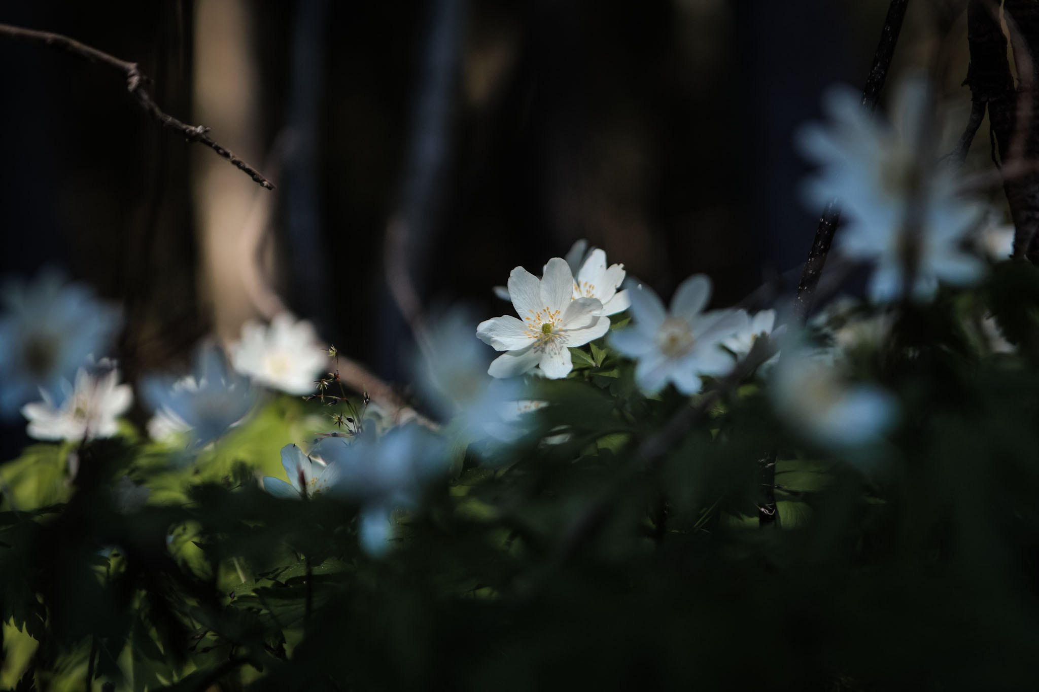 Весна. Катя Цвет