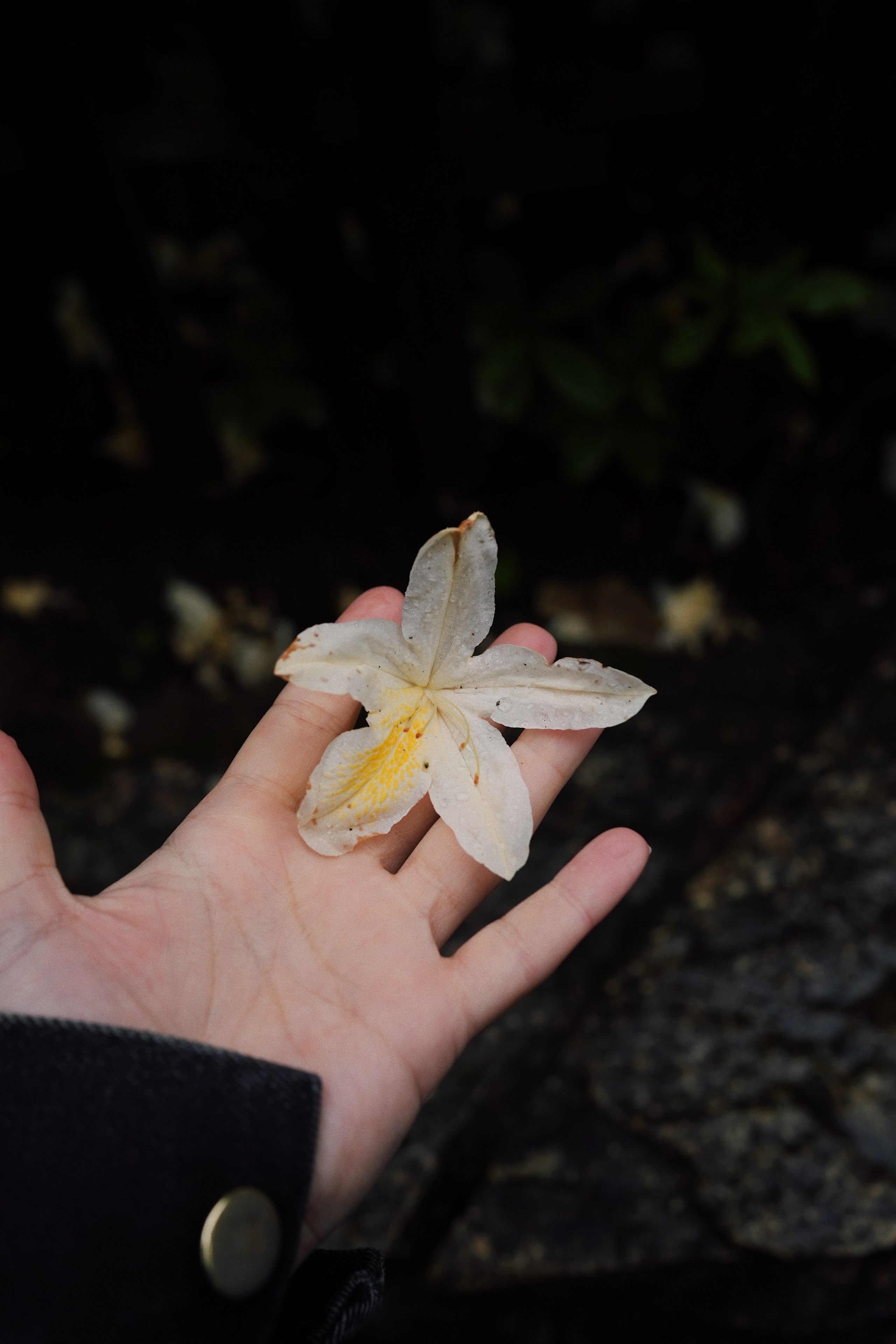Botanical garden cards. Ксения Копна. Фотограф из Санкт-Петербурга
