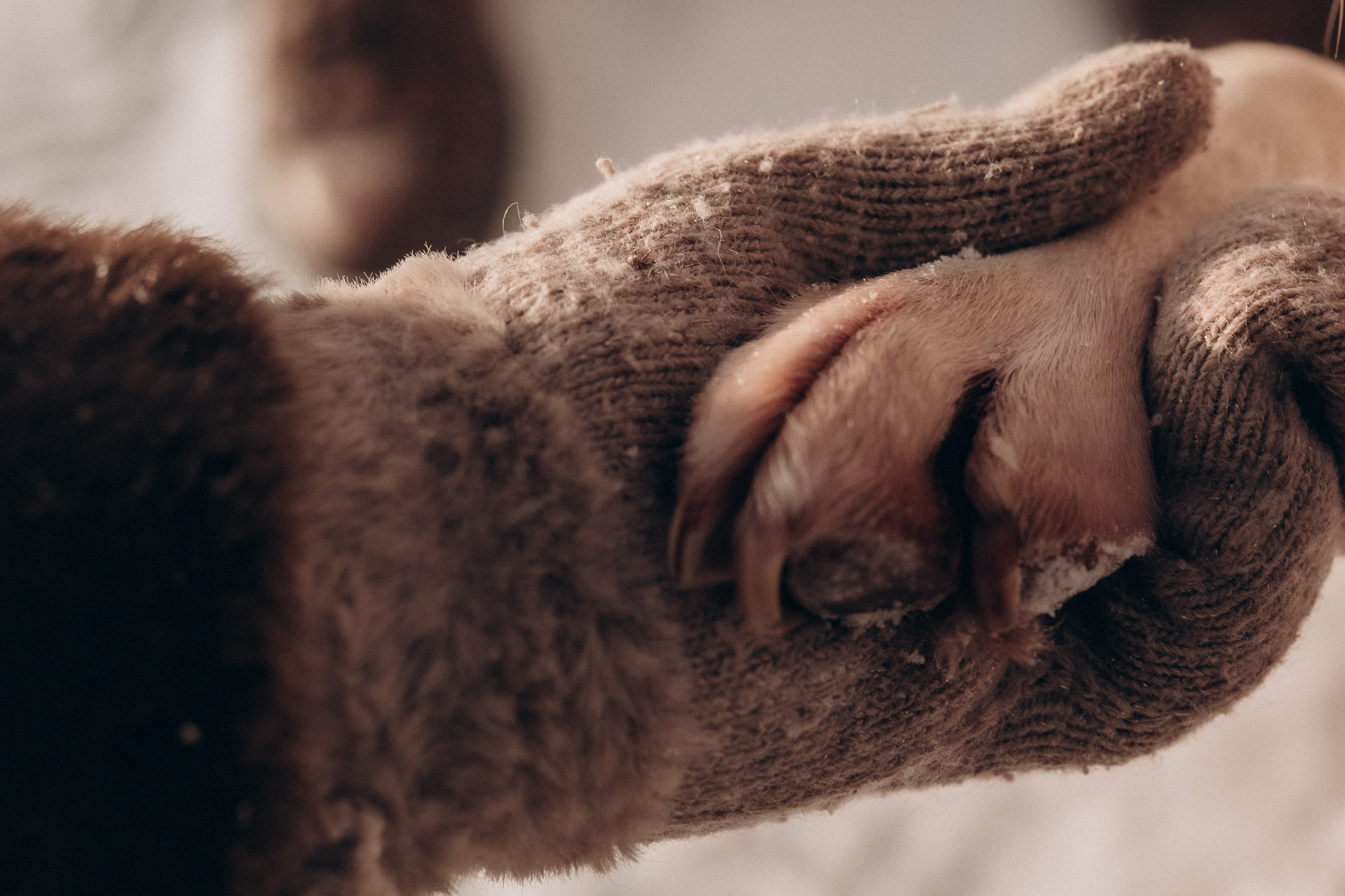 Анна, Влад и Рони. Семейный фотограф в Москве Дарья Пузикова