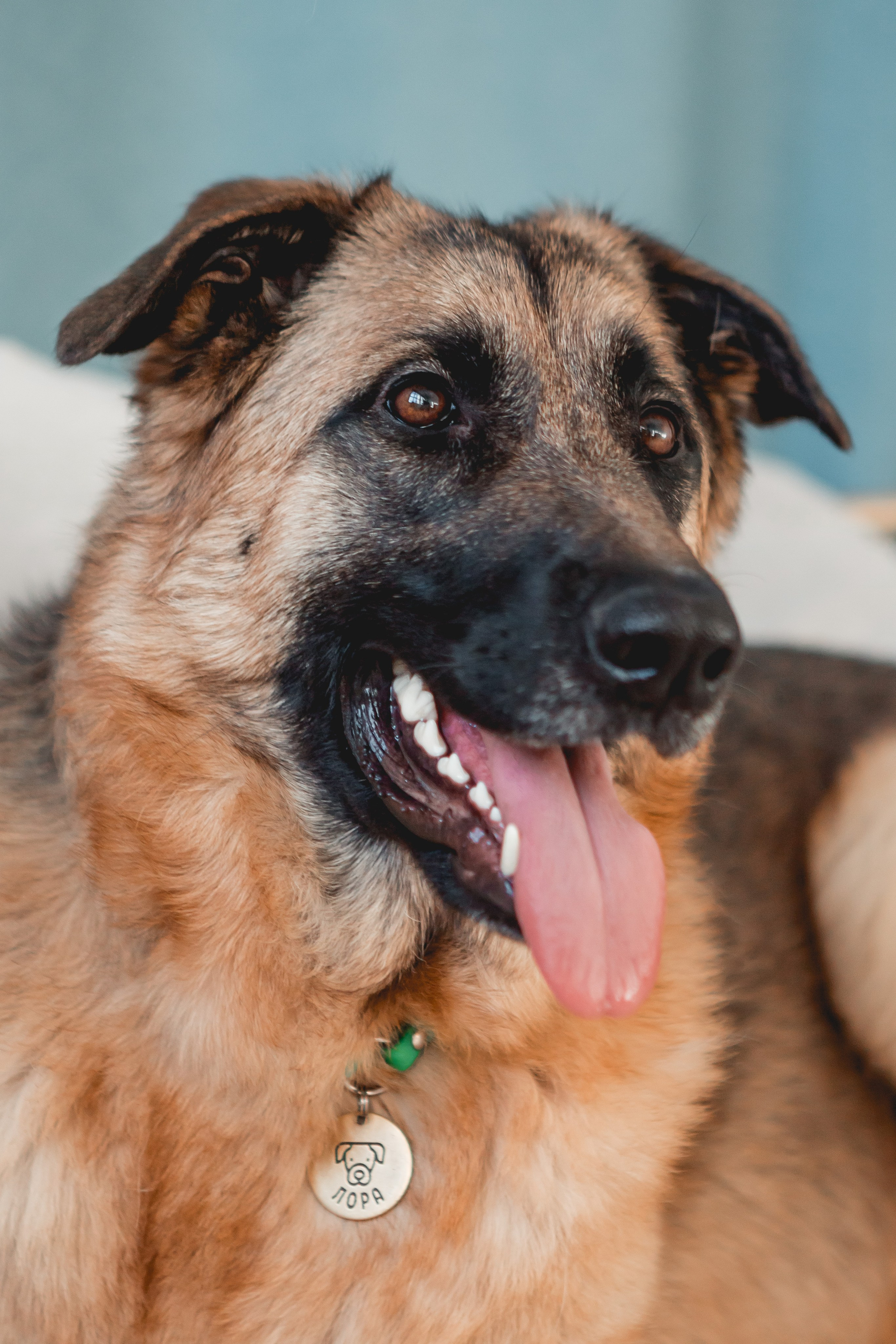 Игорь и Лора. Семейный фотограф анималист Мария Крючкова