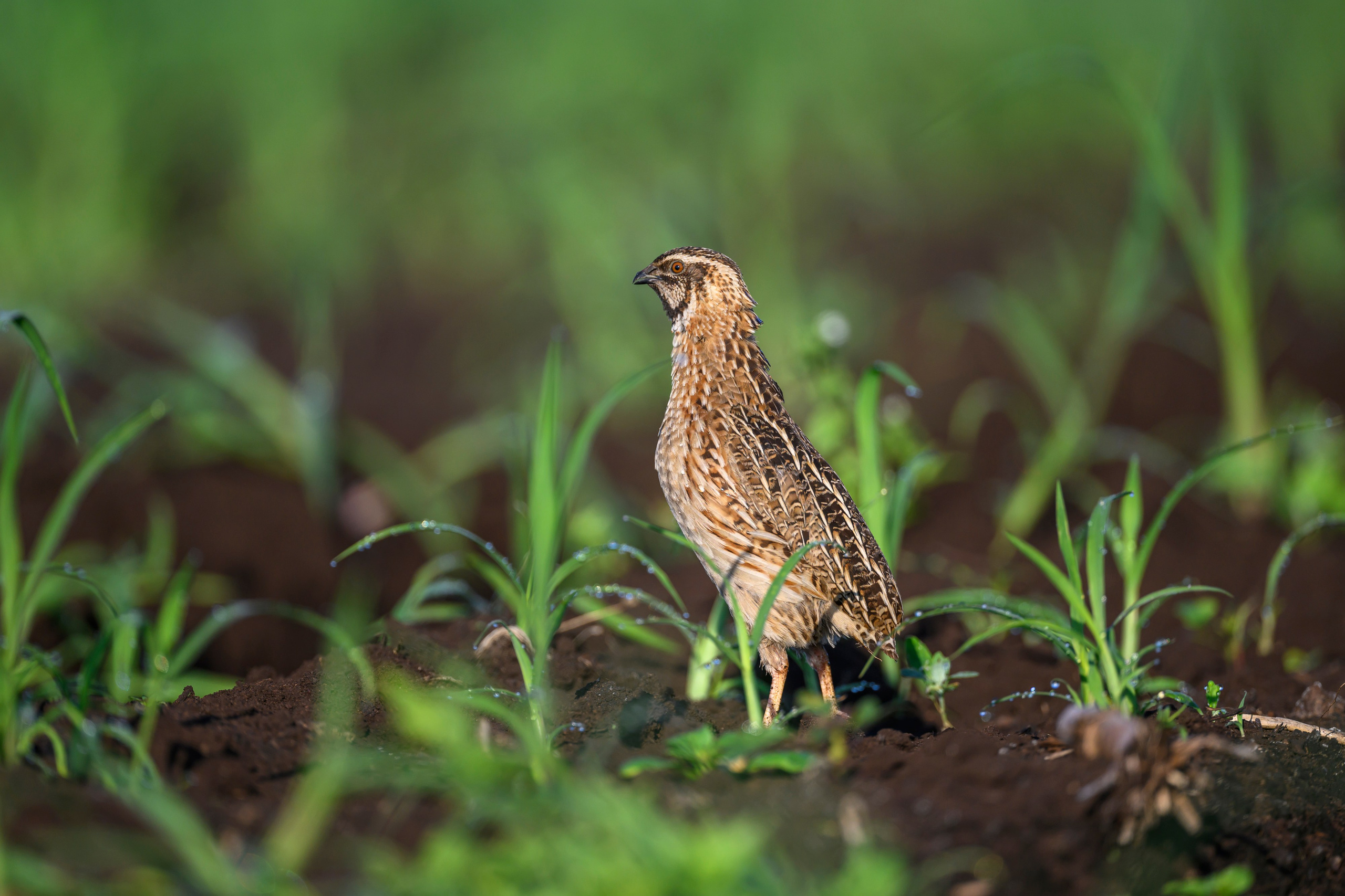 Перепела XII, роса. Фотограф Сергей Пупонин