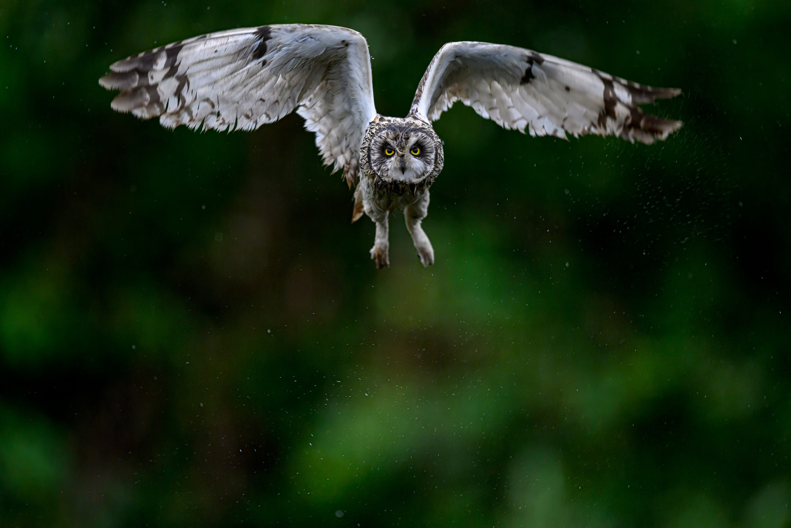 Сова и брызги. Owl and splashes. Фотограф Сергей Пупонин