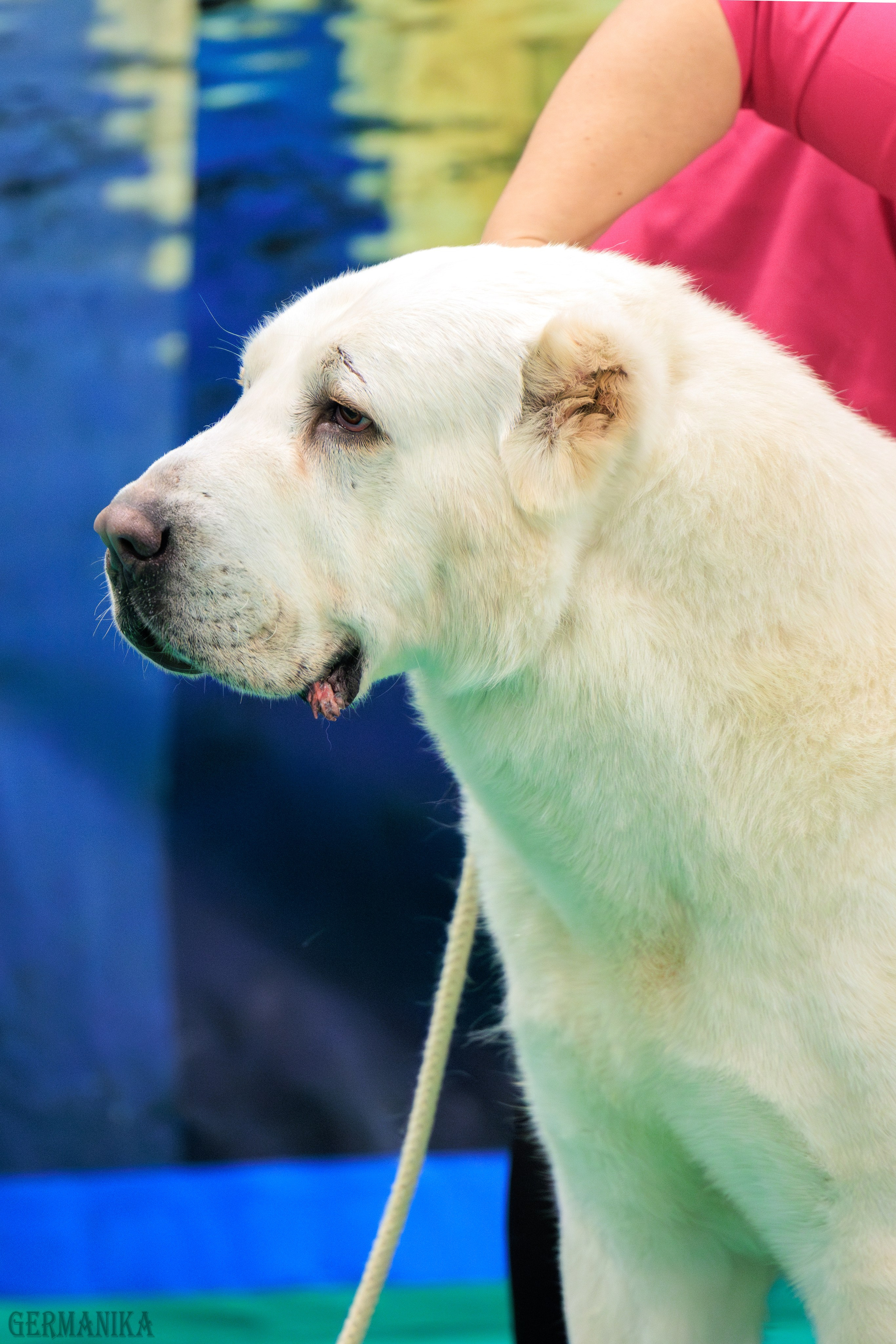 Минск 24-25.02.2024. Фотограф-анималист Юлия Германика