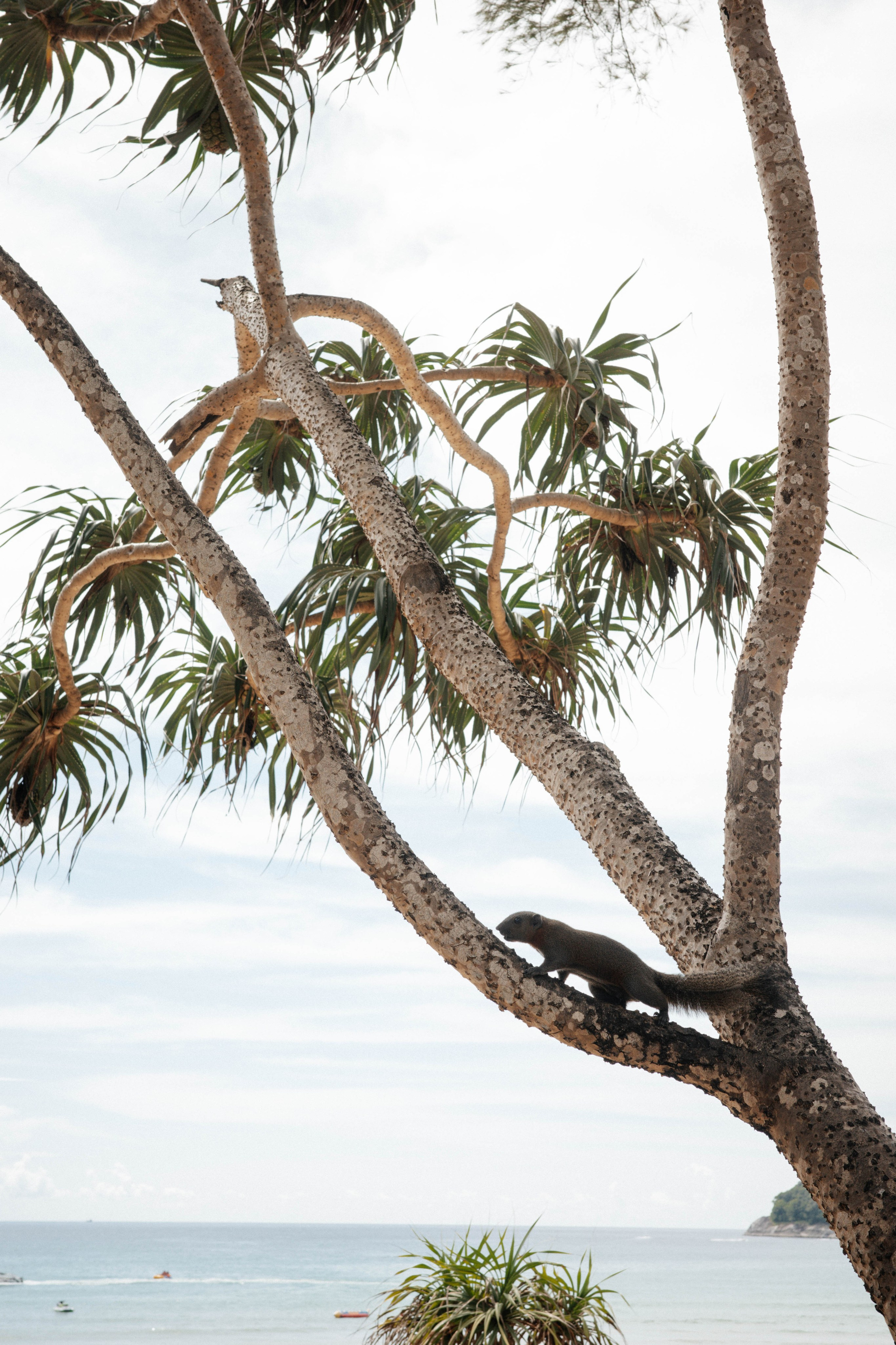Тай, 2023. Свадебный фотограф Москва Александра Аверкова