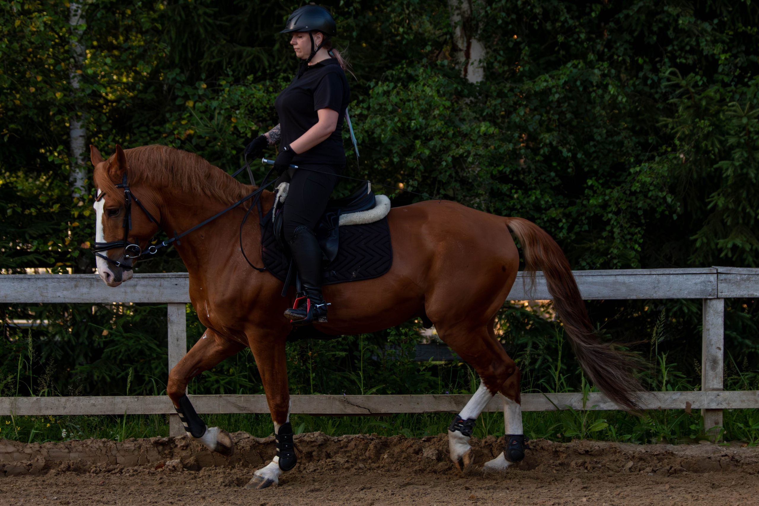 Таисия и Камелот. Фотограф анималист — Тула, Москва