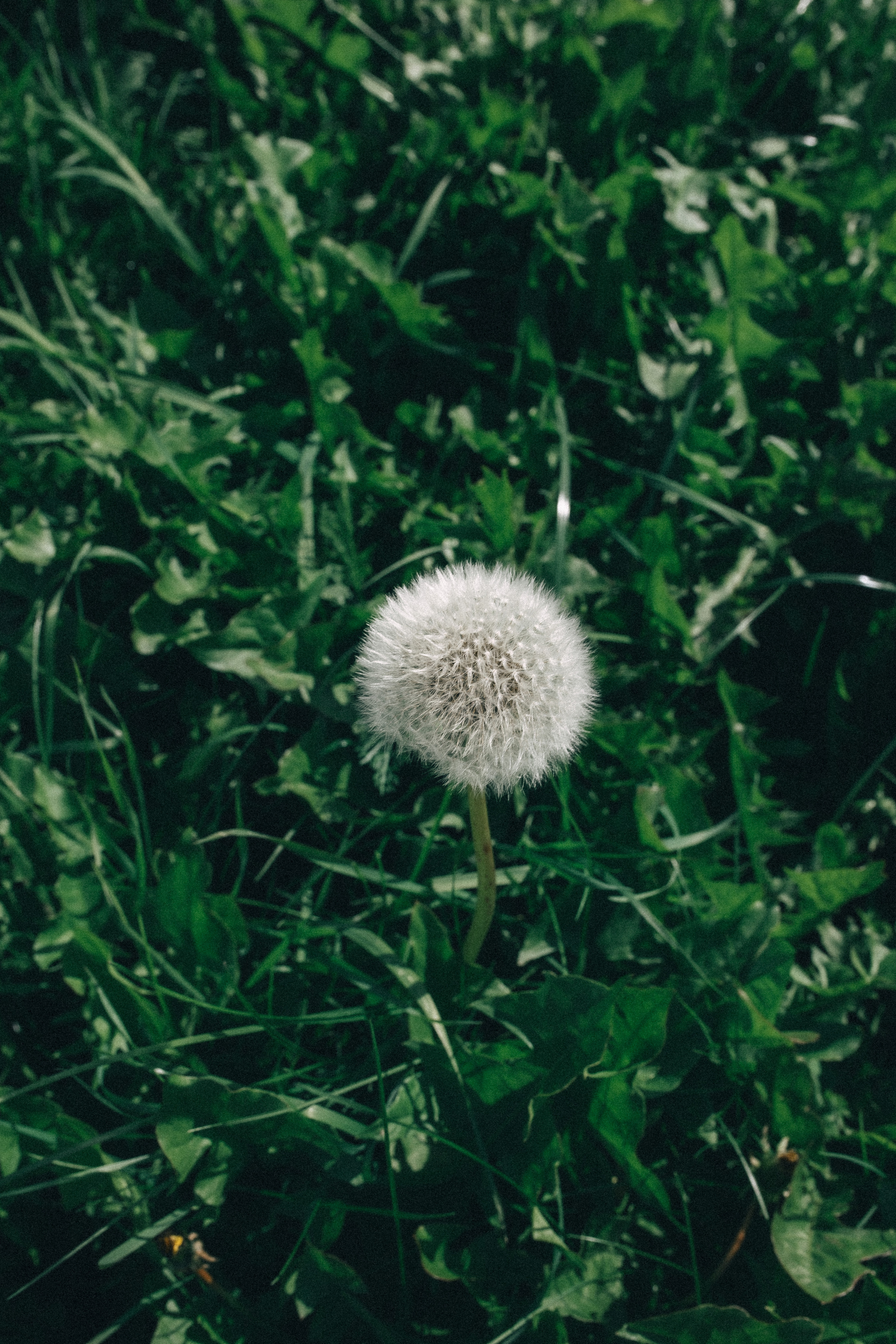 Йога дача. Идея постановочная, а эмоции неподдельные!. Профессиональный фотограф, Москва |Видное Елена Елизарова