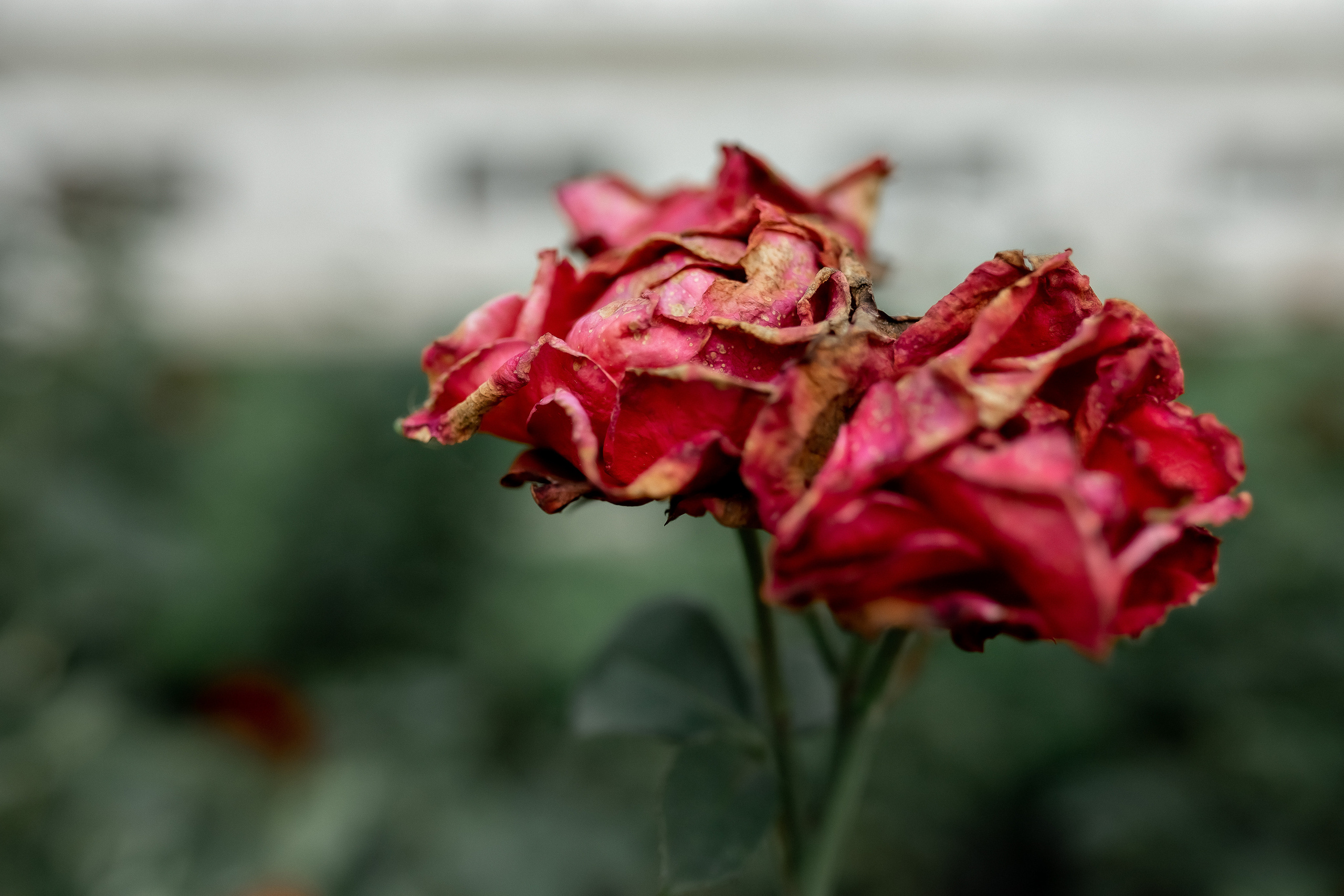 Юля. Природа, пейзаж, краски и прогулка. Профессиональный фотограф, Москва |Видное Елена Елизарова