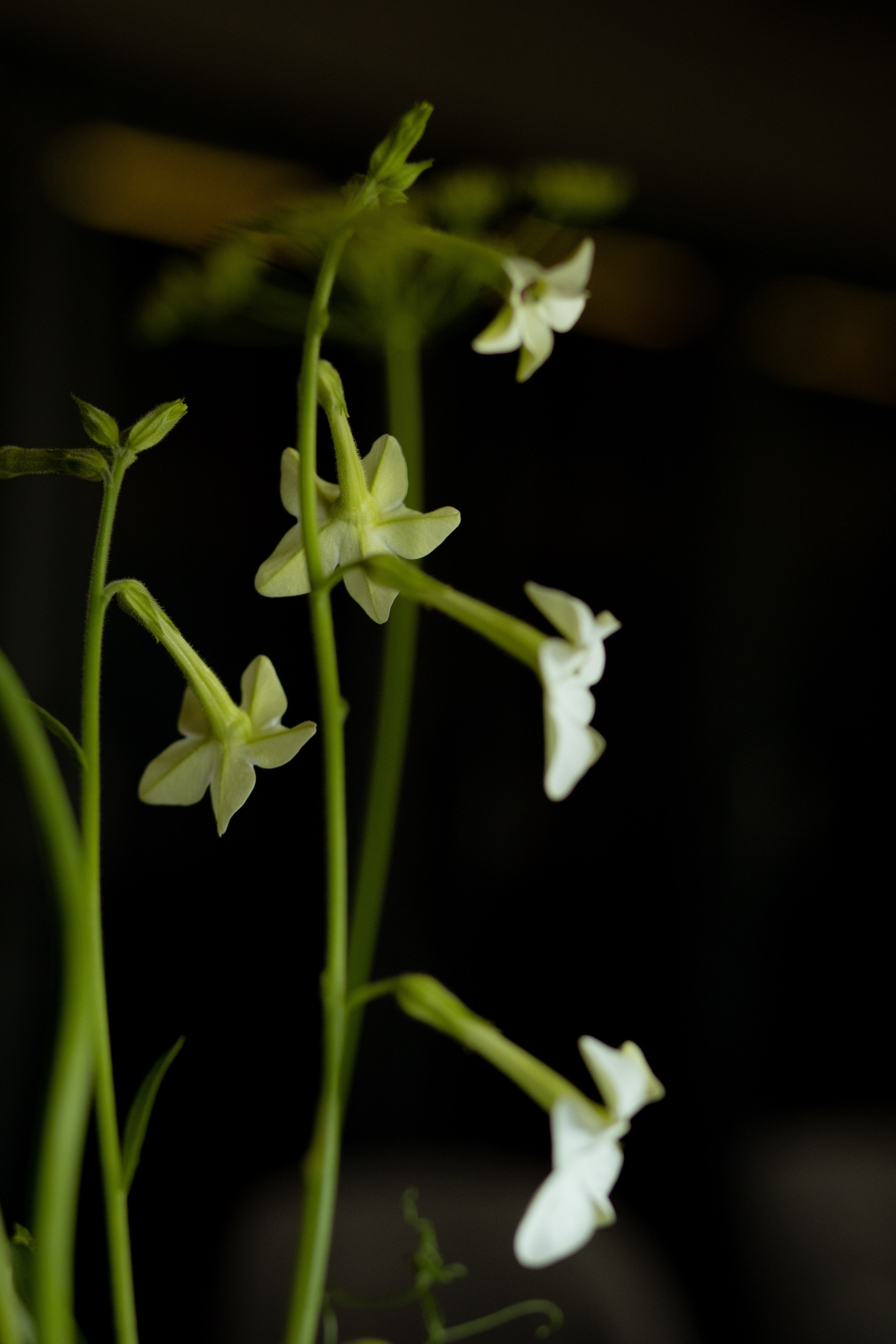 Алина & Николай. Оформление свадеб, декор свадеб Вера Маркова, Москва