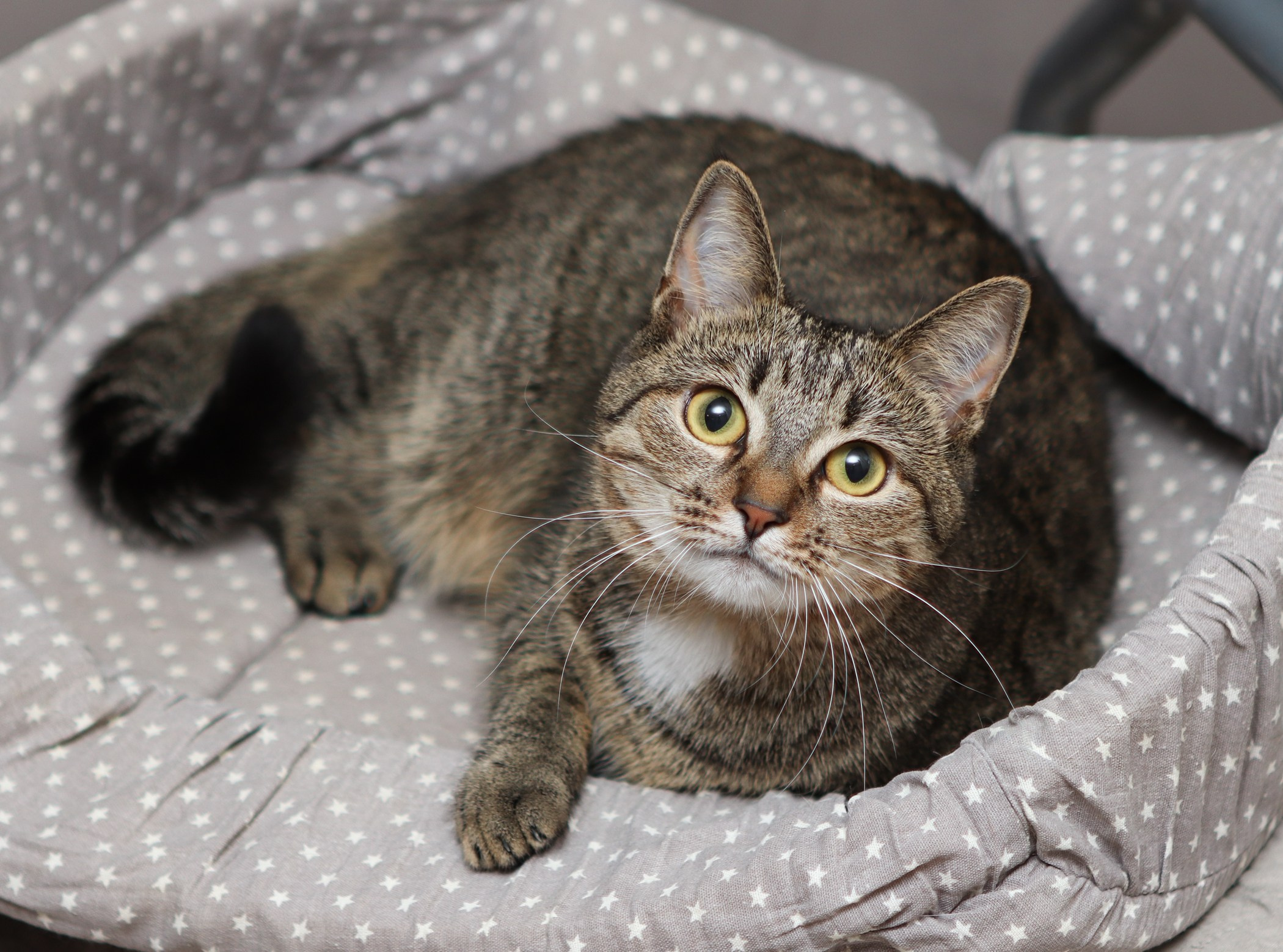 Кошки. Фотограф-анималист Полина Колкова | Москва