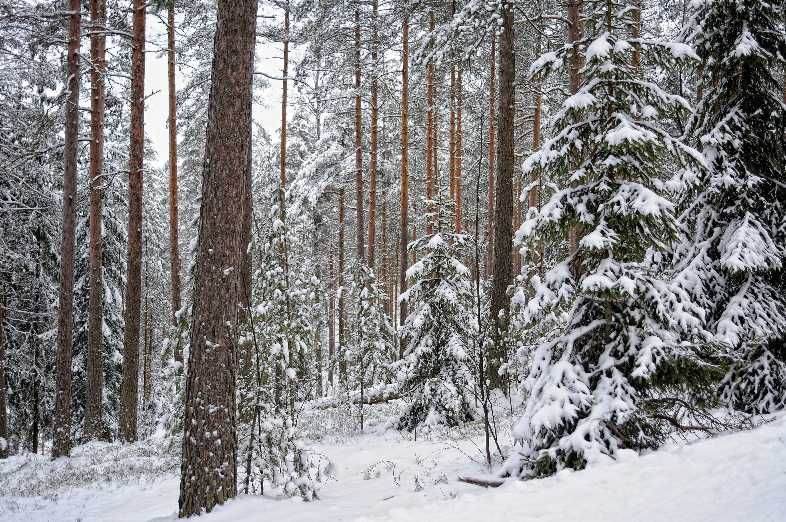 Landscape, nature, plants, details of the world around us. Personal website of photographer Dmitry Raikin