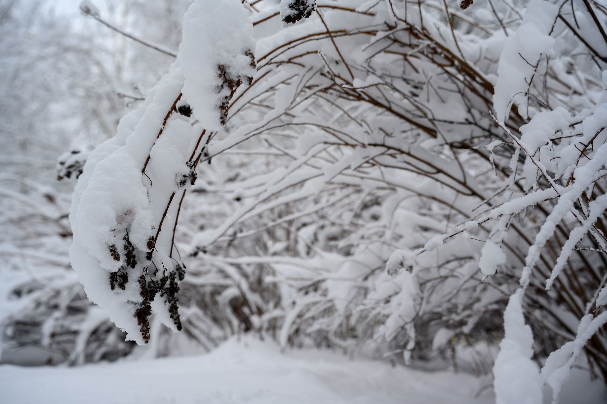 Landscape, nature, plants, details of the world around us. Personal website of photographer Dmitry Raikin