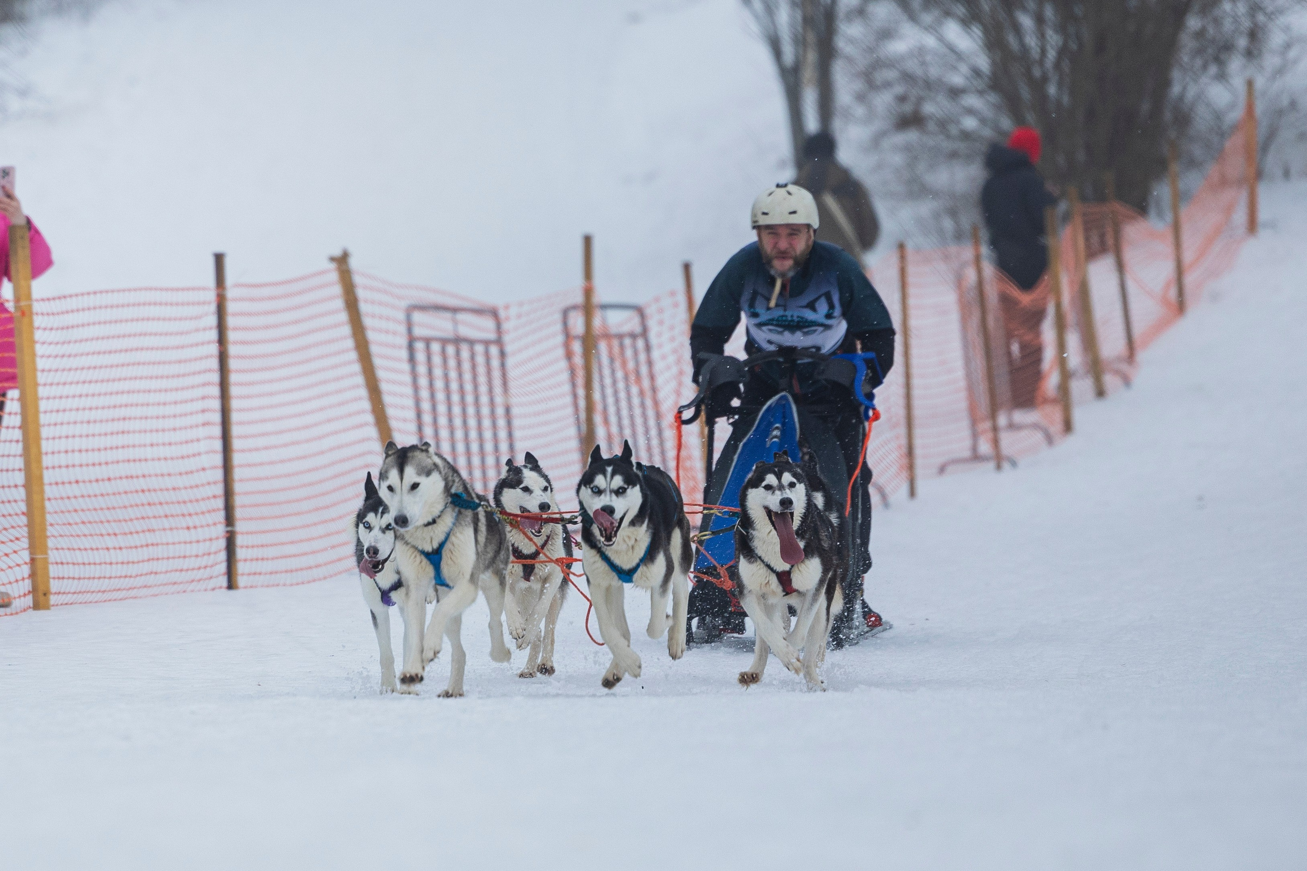 Зимний Чемпионат Санкт-Петербурга по ездовому спорту. Фотограф-анималист Анна Маринич