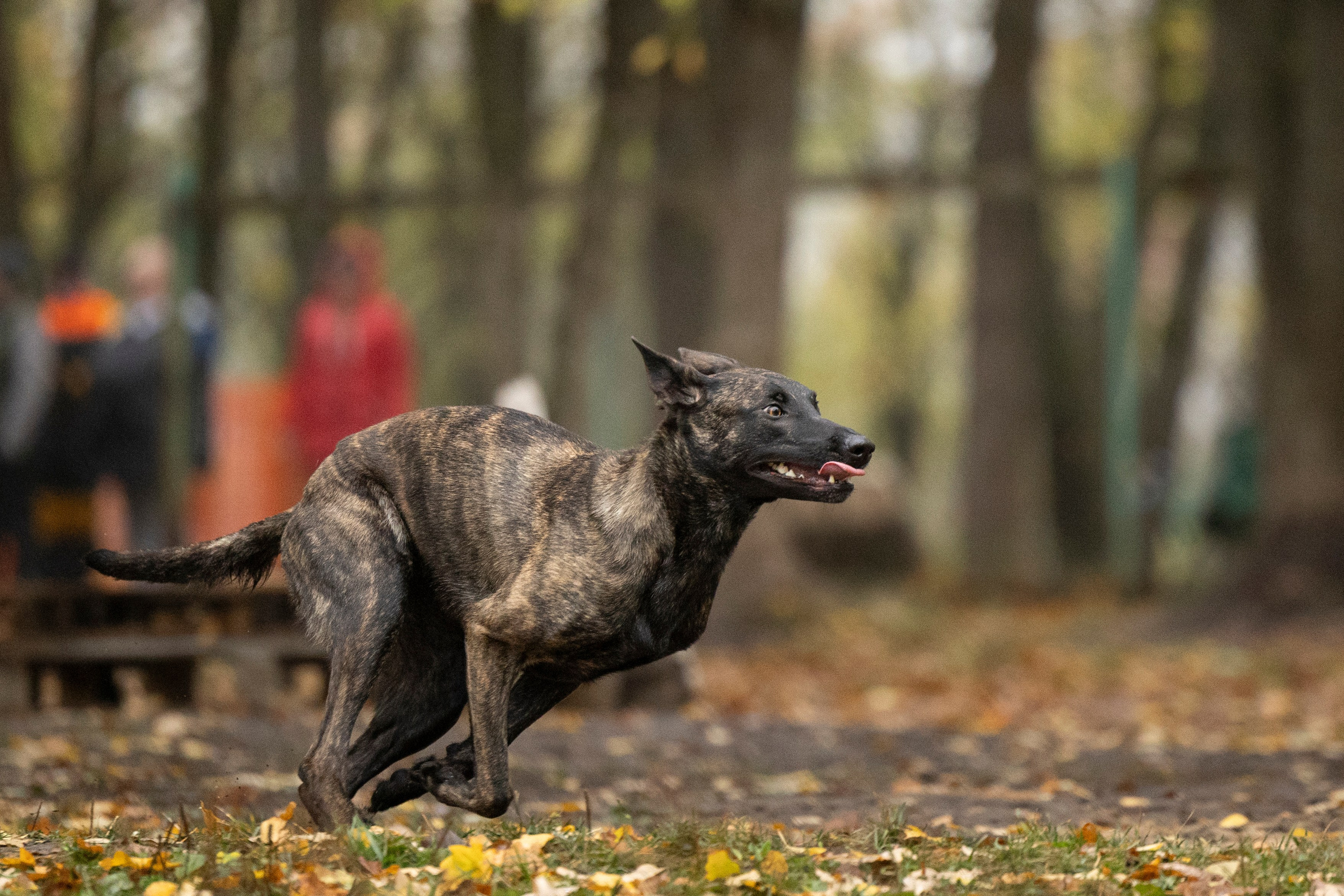 Соревнования по Мондьорингу г. Вологда. Фотограф-анималист Анна Маринич