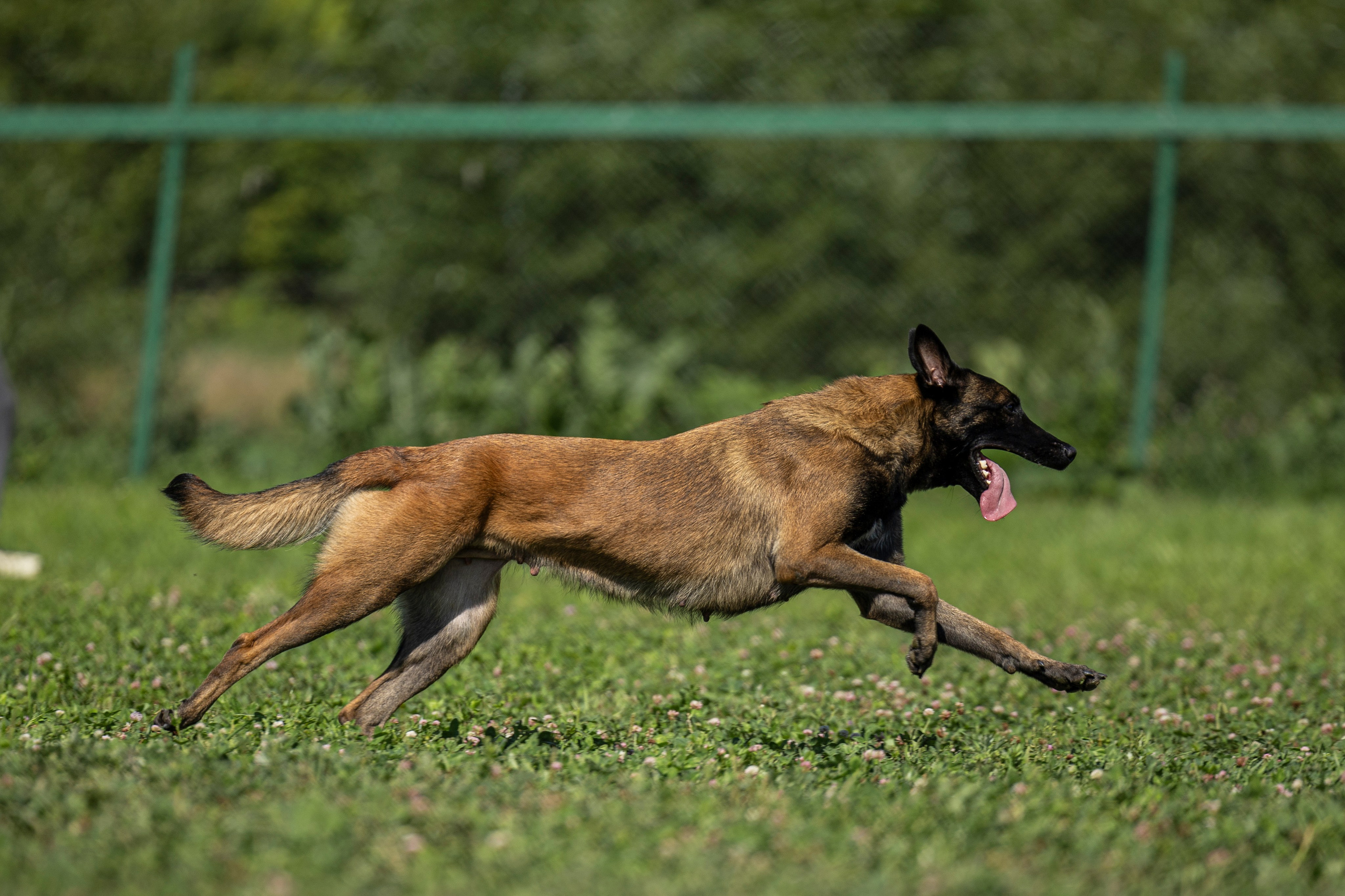 Соревнования по Мондьорингу г. Вологда 10-11.08.2024. Фотограф-анималист Анна Маринич