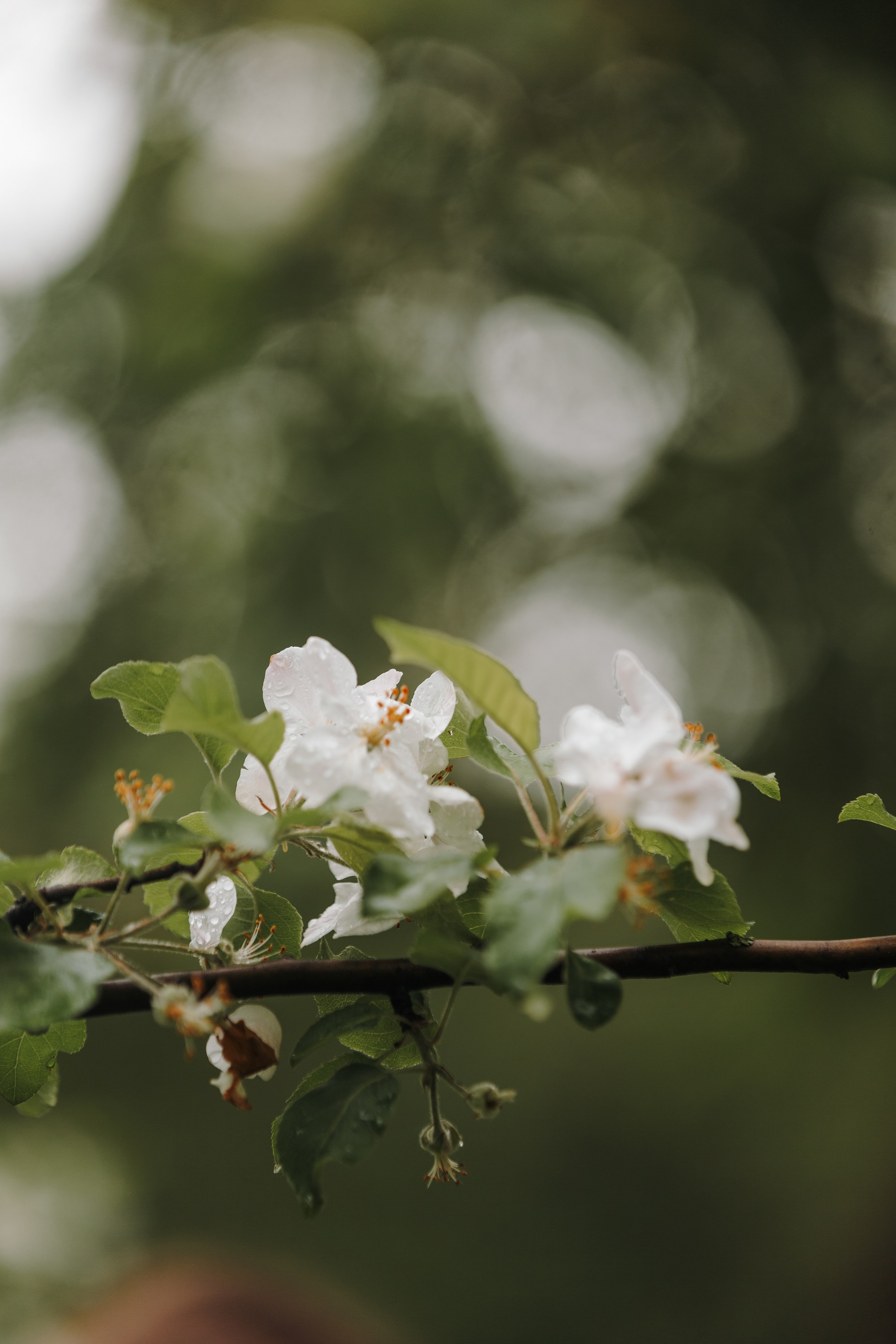 Лили, Уся, Вика и их семья. Фотограф анималист Кристина Карпова, Москва