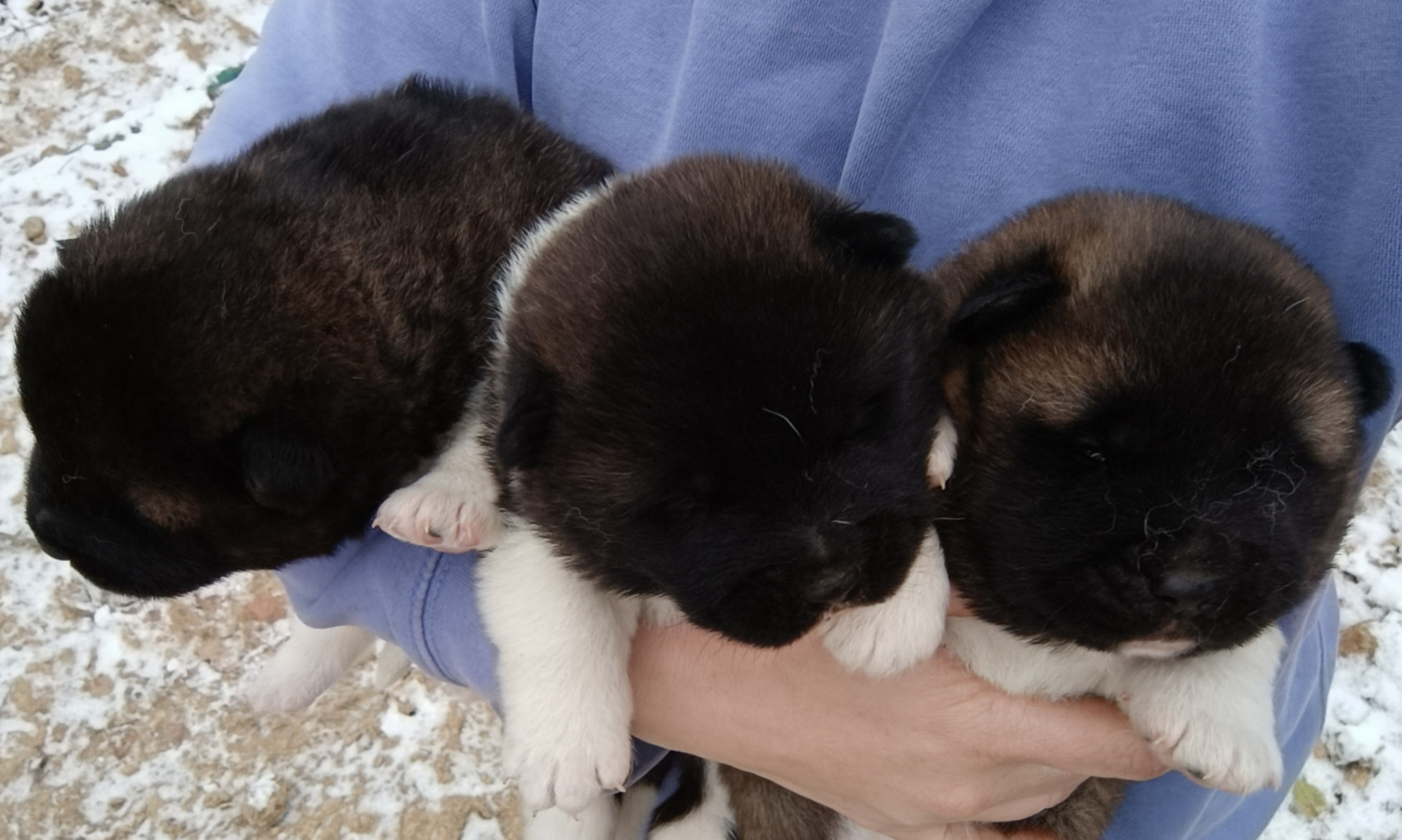 Американская акита  щенки питомник Санкт-Петербург клубные щенки Американская акита питомник RUBYLIGHT Рубилайт купить щенка американской акиты