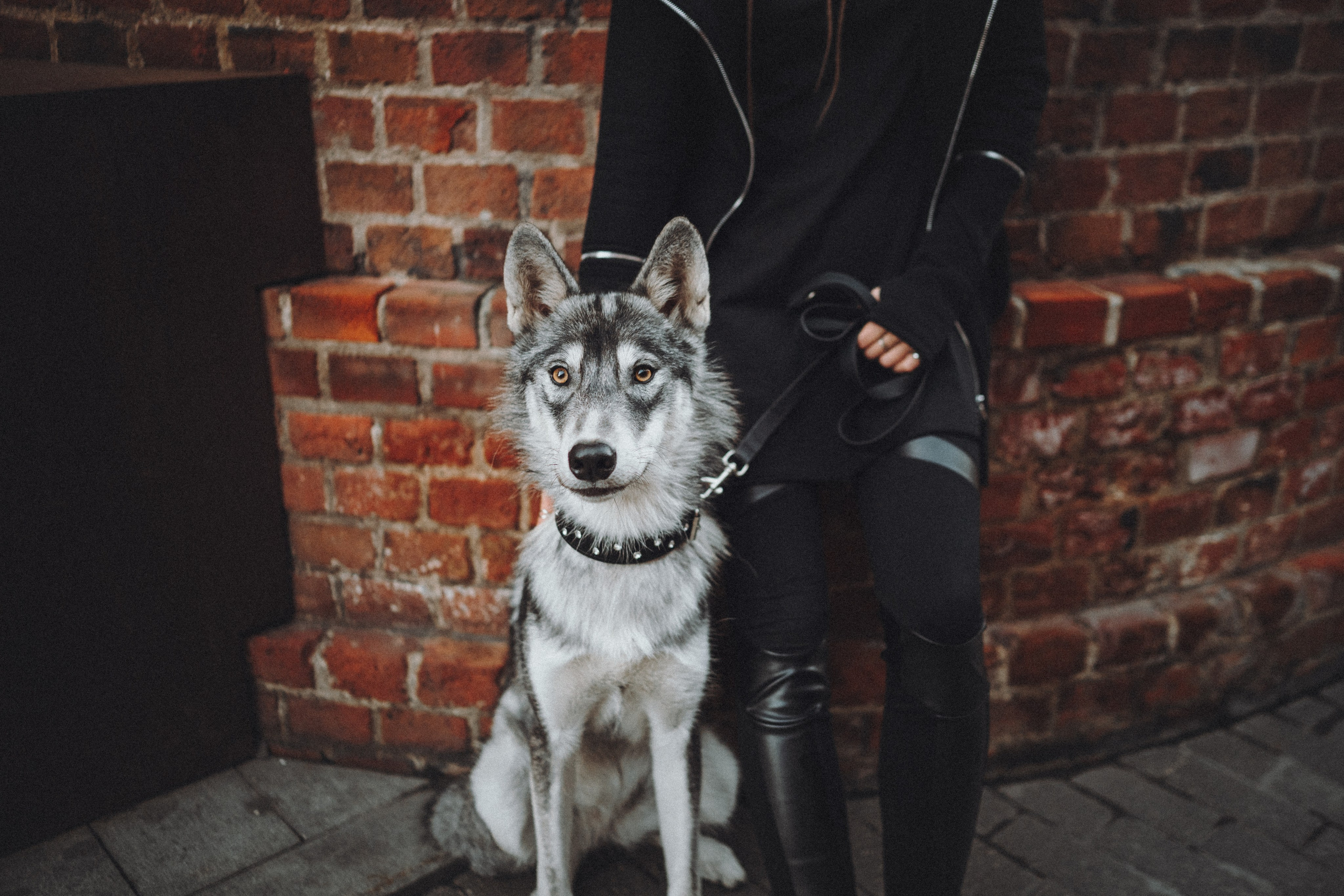 Вика и Кора. Семейный фотограф анималист Ананьева Мария — Москва