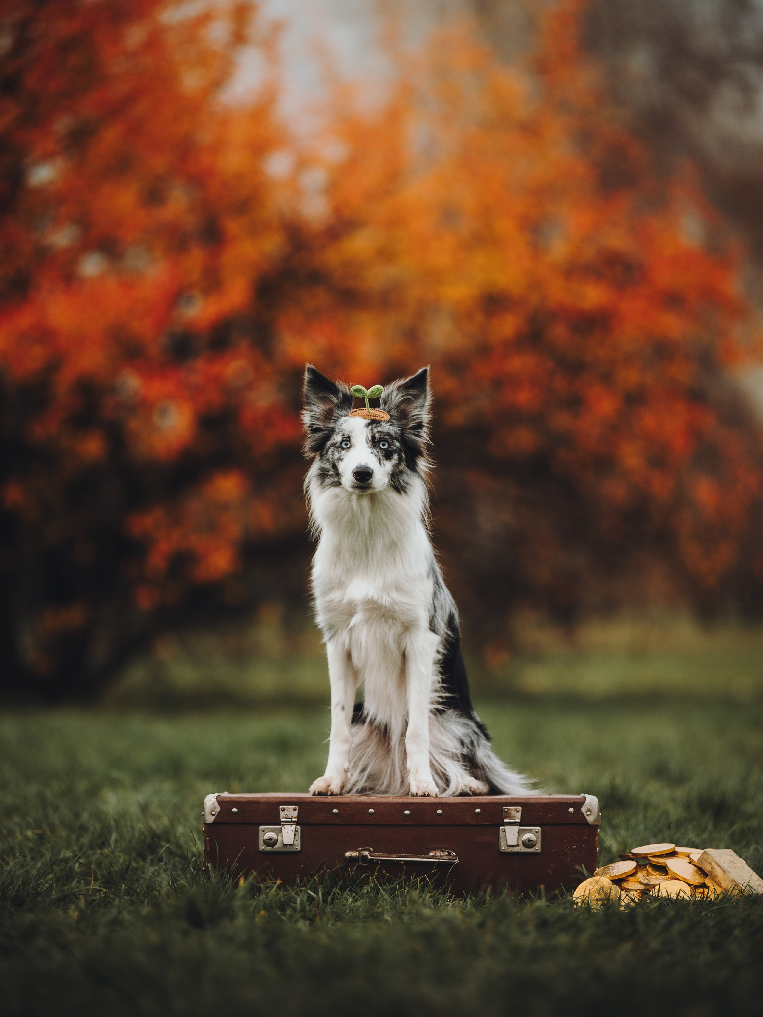 Лилу, Ри и Тучка. Семейный фотограф анималист Ананьева Мария — Москва