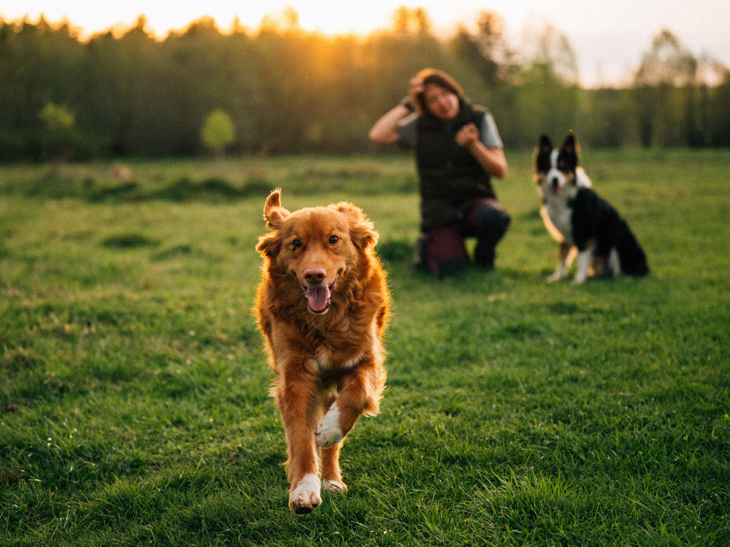 Алия, Ирвин и Грут. Семейный фотограф анималист Ананьева Мария — Москва