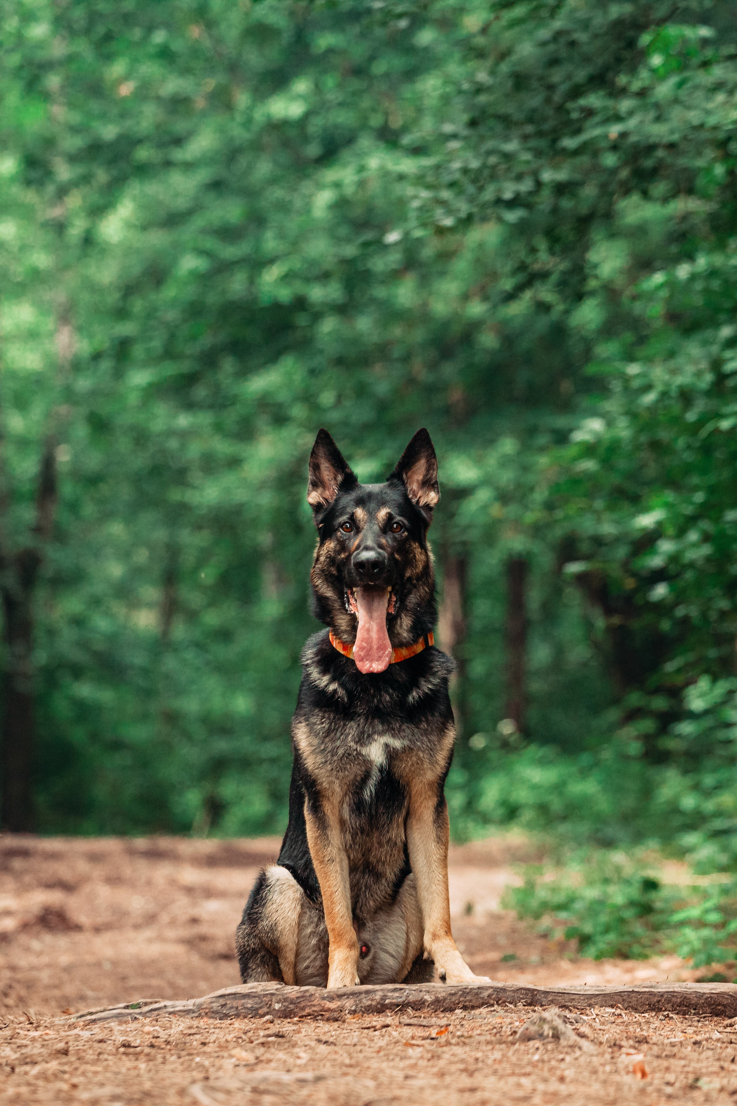 Лесная летняя фотопрогулка. Фотограф-анималист Татьяна Степанова