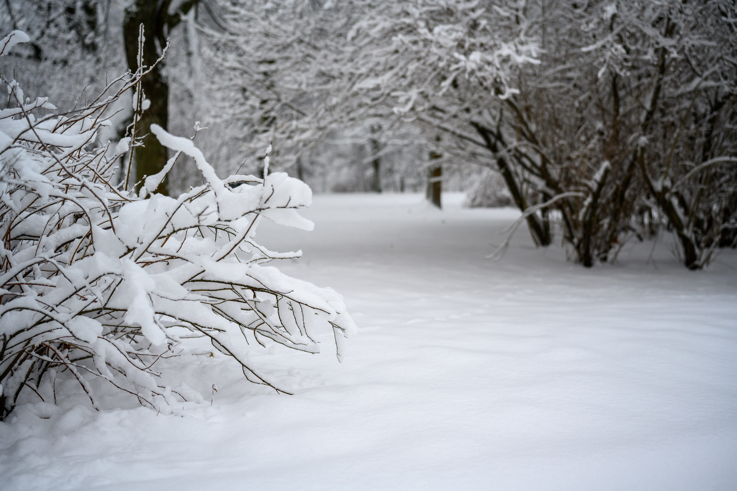 Landscape, nature, plants, details of the world around us. Personal website of photographer Dmitry Raikin