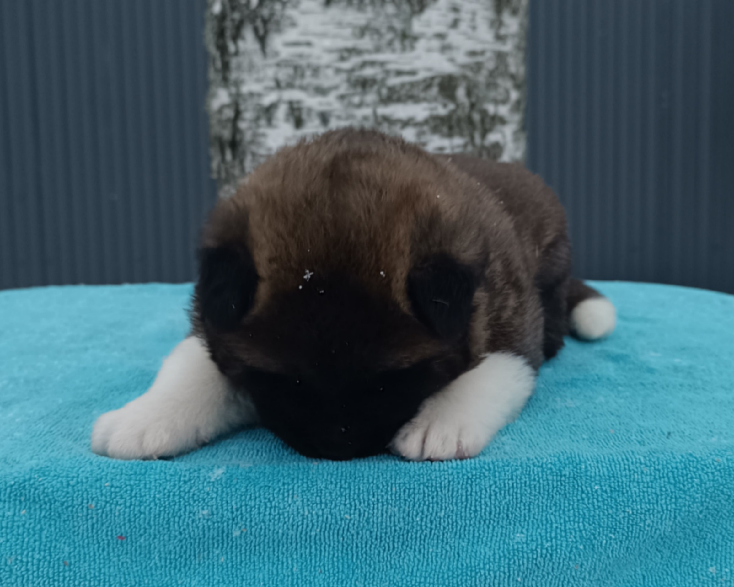 Американская акита  щенки питомник Санкт-Петербург клубные щенки Американская акита питомник RUBYLIGHT Рубилайт купить щенка американской акиты