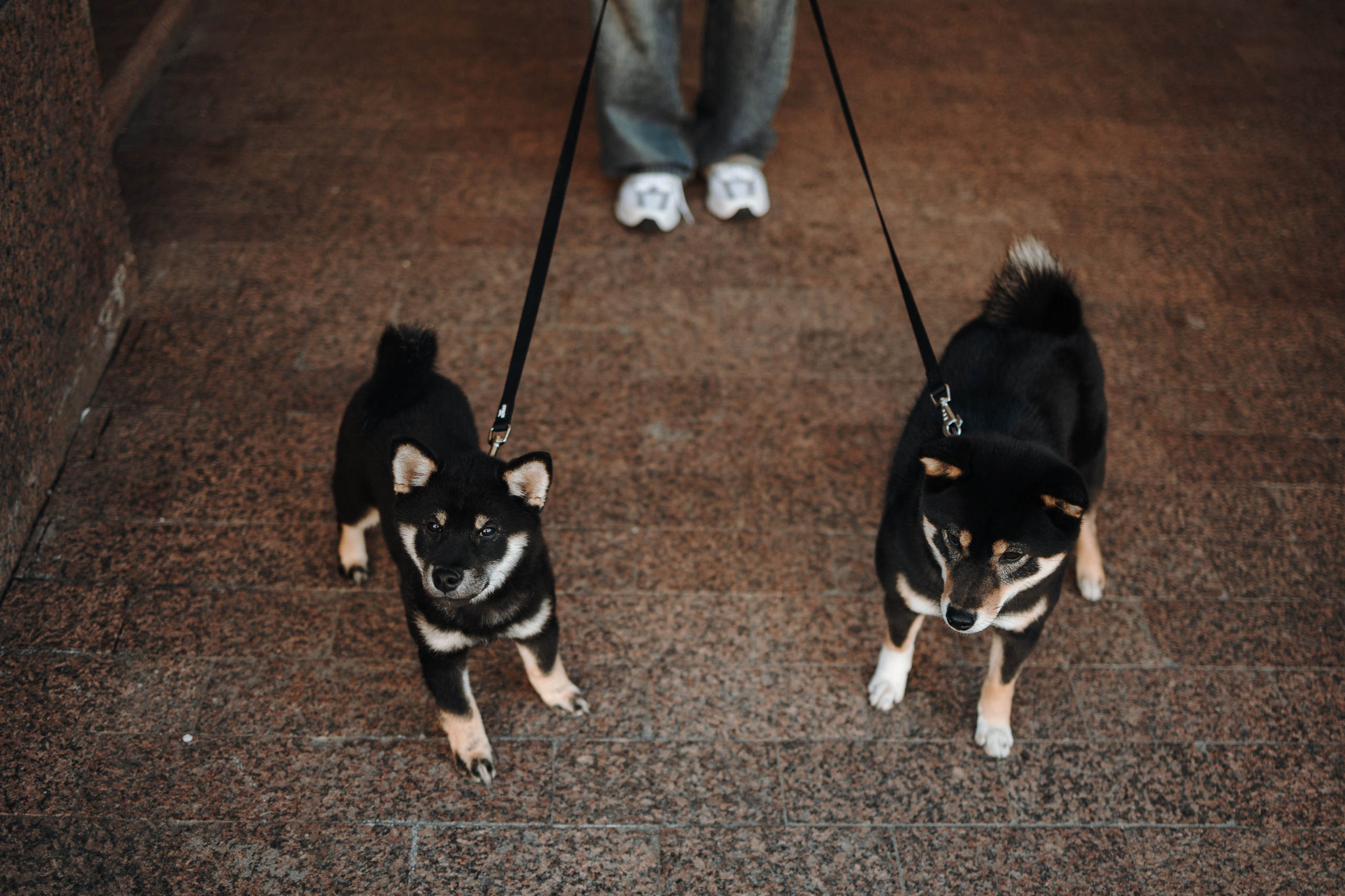 Даша и ее девочки. Фотограф — Анималист | Санкт-Петербург