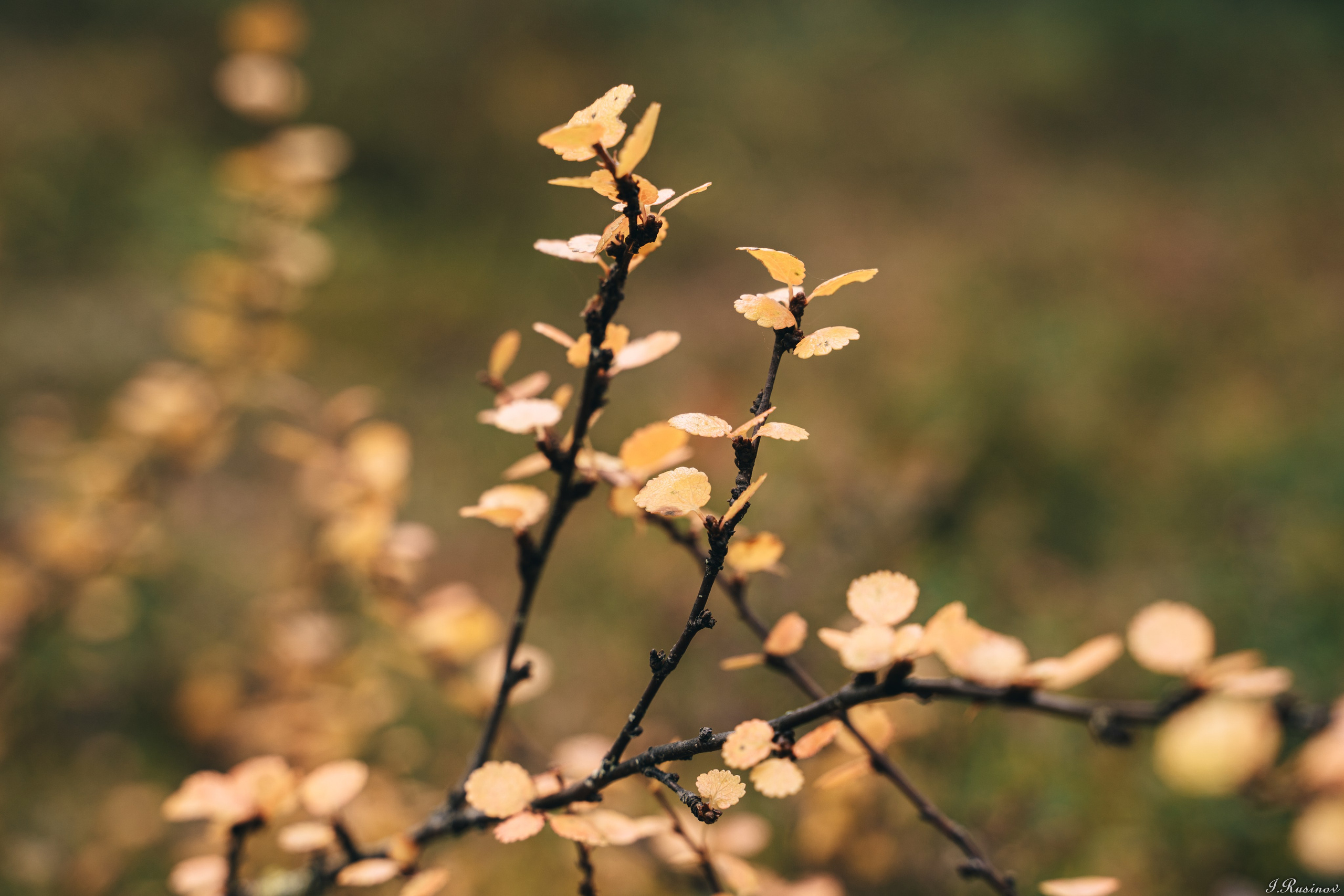 ХИБИНЫ 2021 г. Event фотограф Степанова Александра