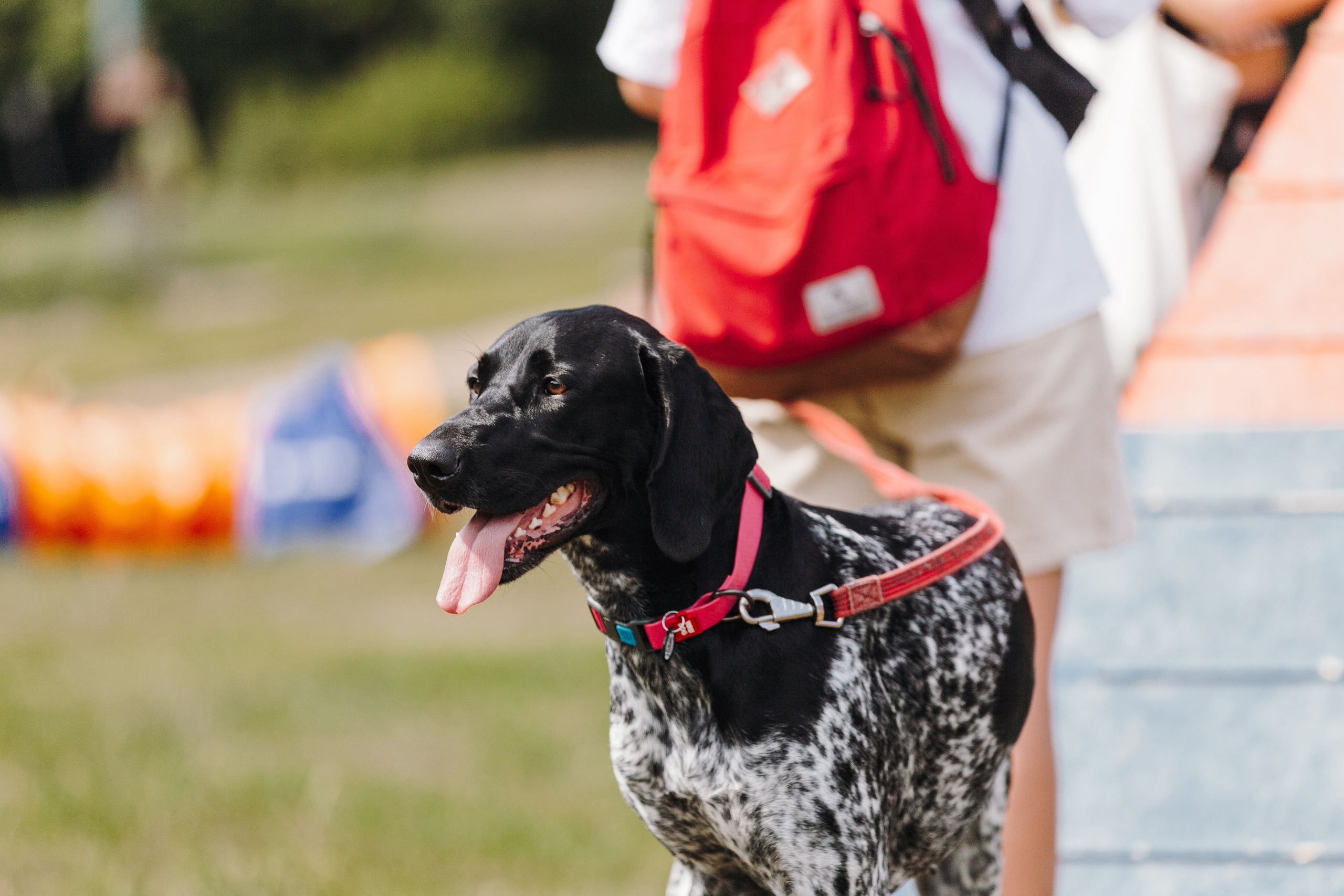 Petshop Sup day. Фотограф анималист Кристина Карпова, Москва