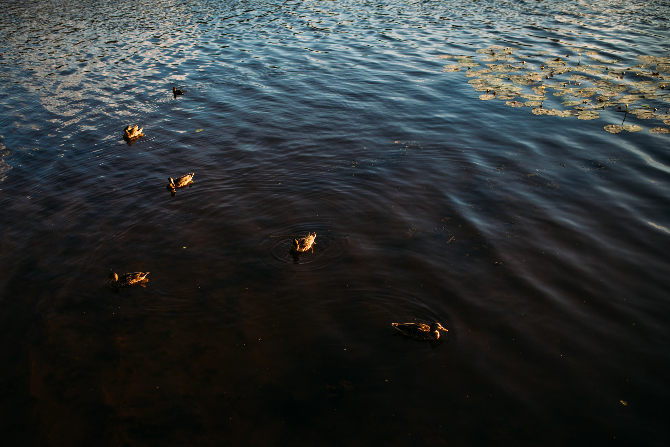 Фотосессия многодетной семьи. Фотограф Лебедева Наталья