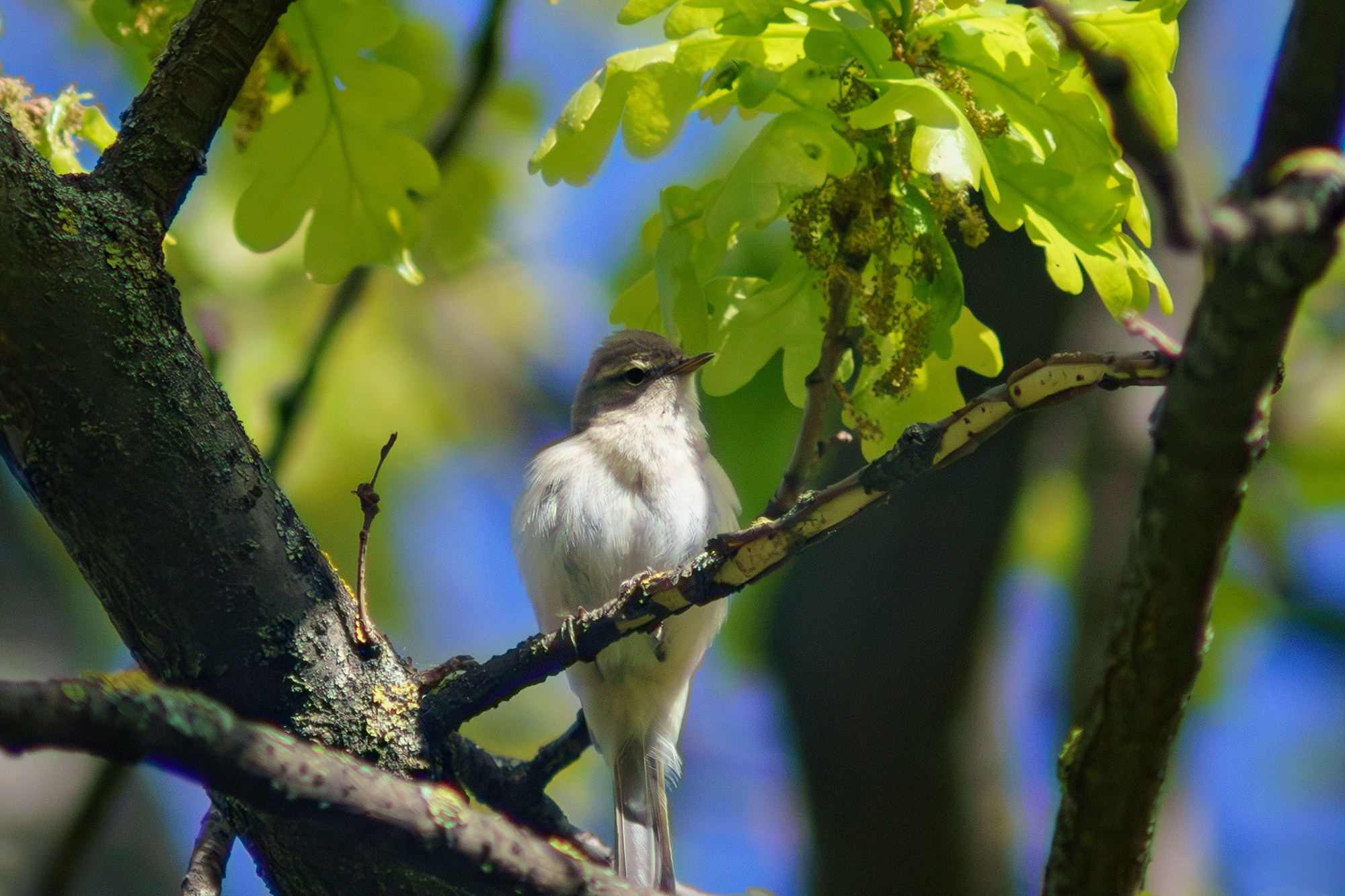 Удивительные мир птиц. Вокруг нас столько прекрасного — присмотритесь!. Ваш личный фотограф Марина Волкова