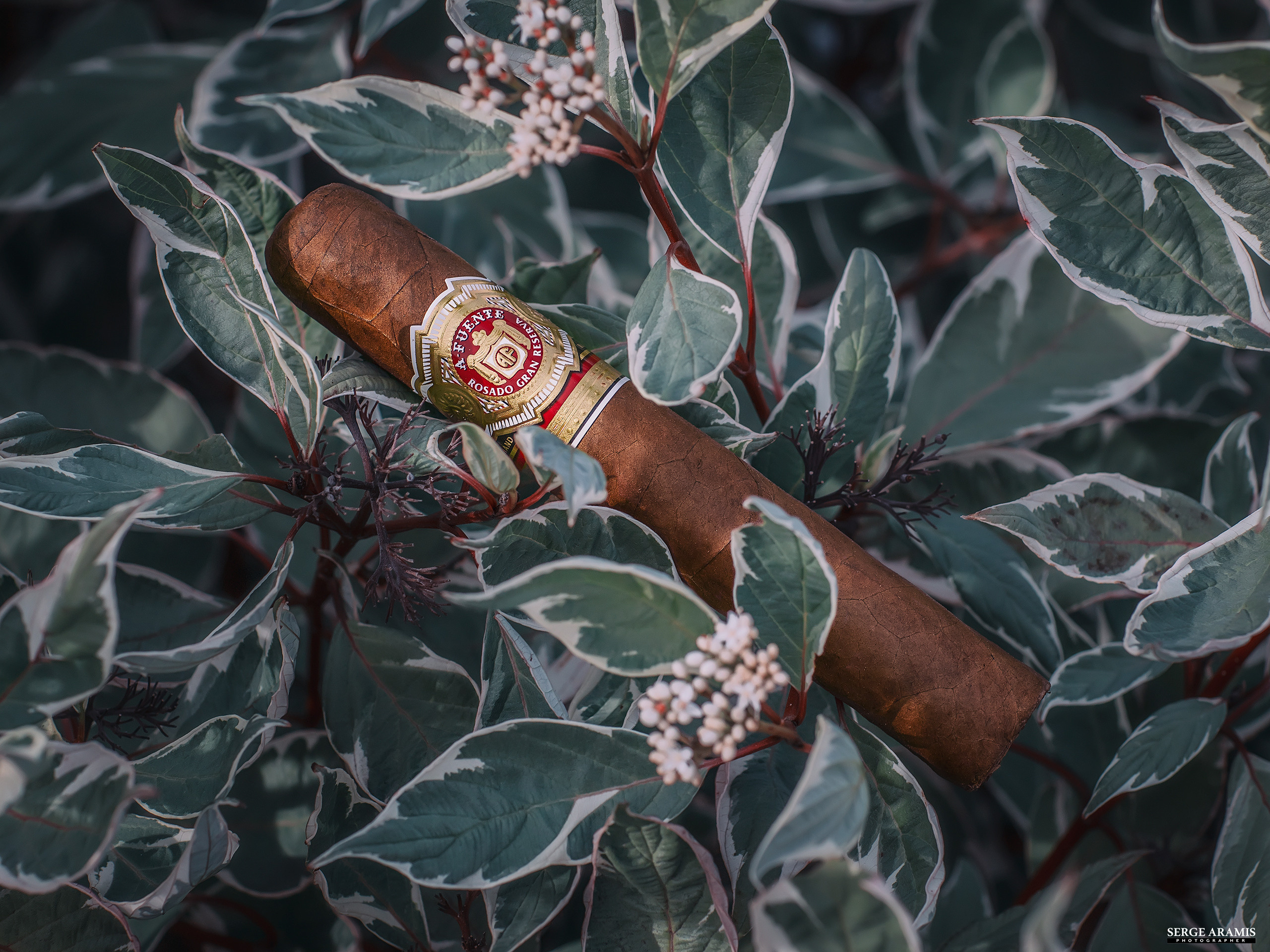 Cigar Portrait. Создание чувственного портрета от Serge Aramis