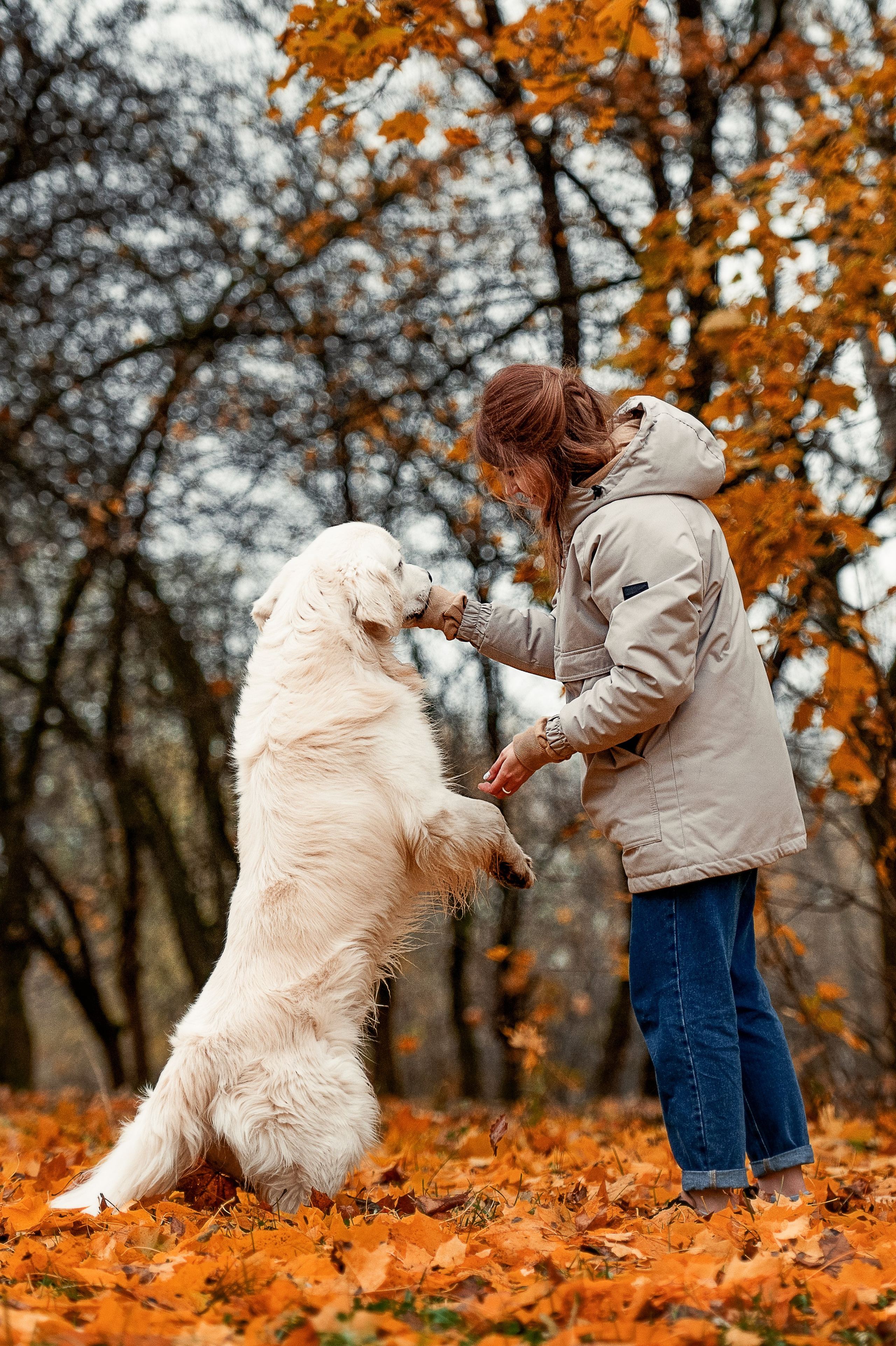 Айс и золотая осень. Фотограф-анималист