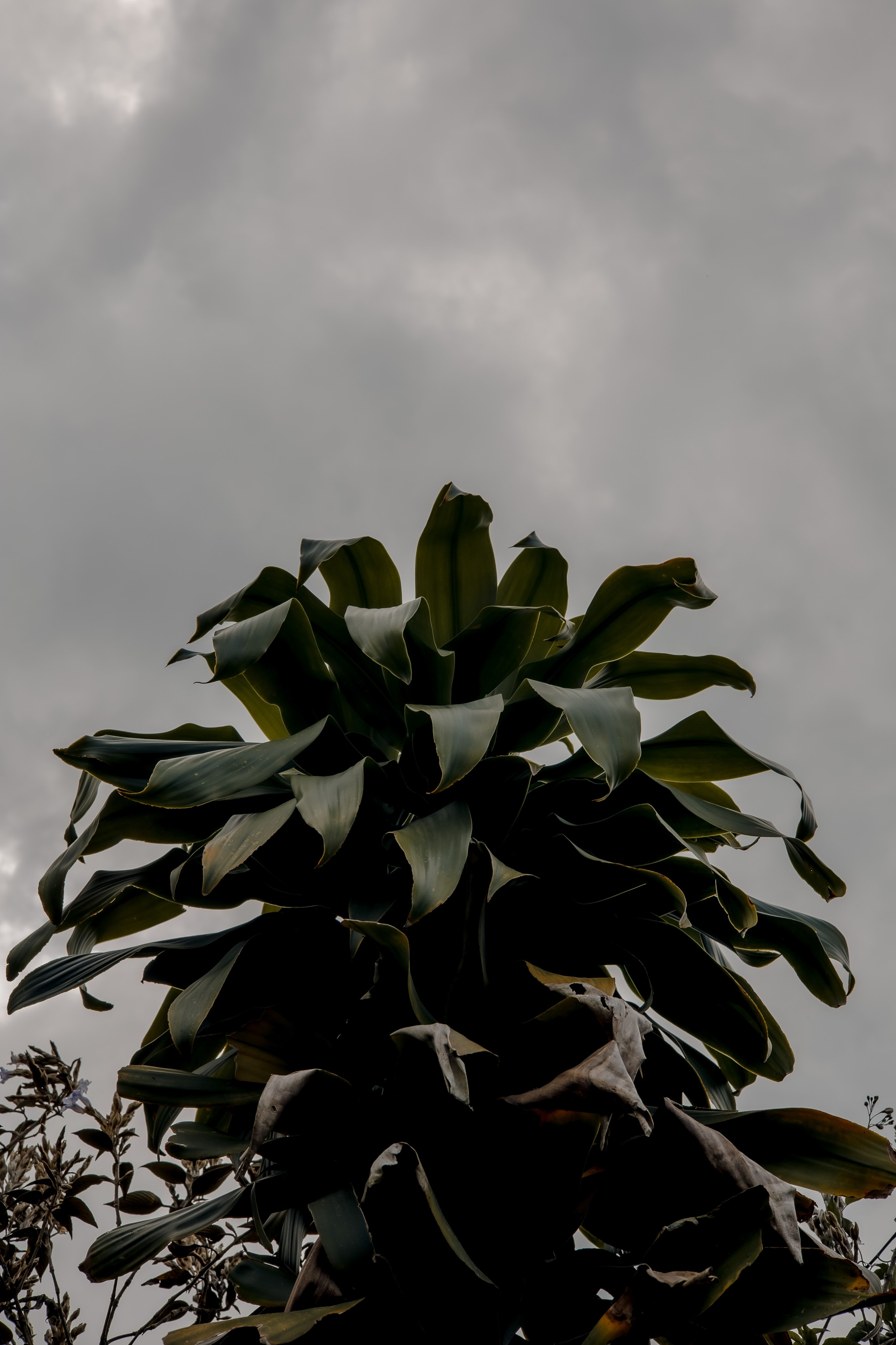 Sri Lanka, Nuwara Elia 2026. Art Photographer