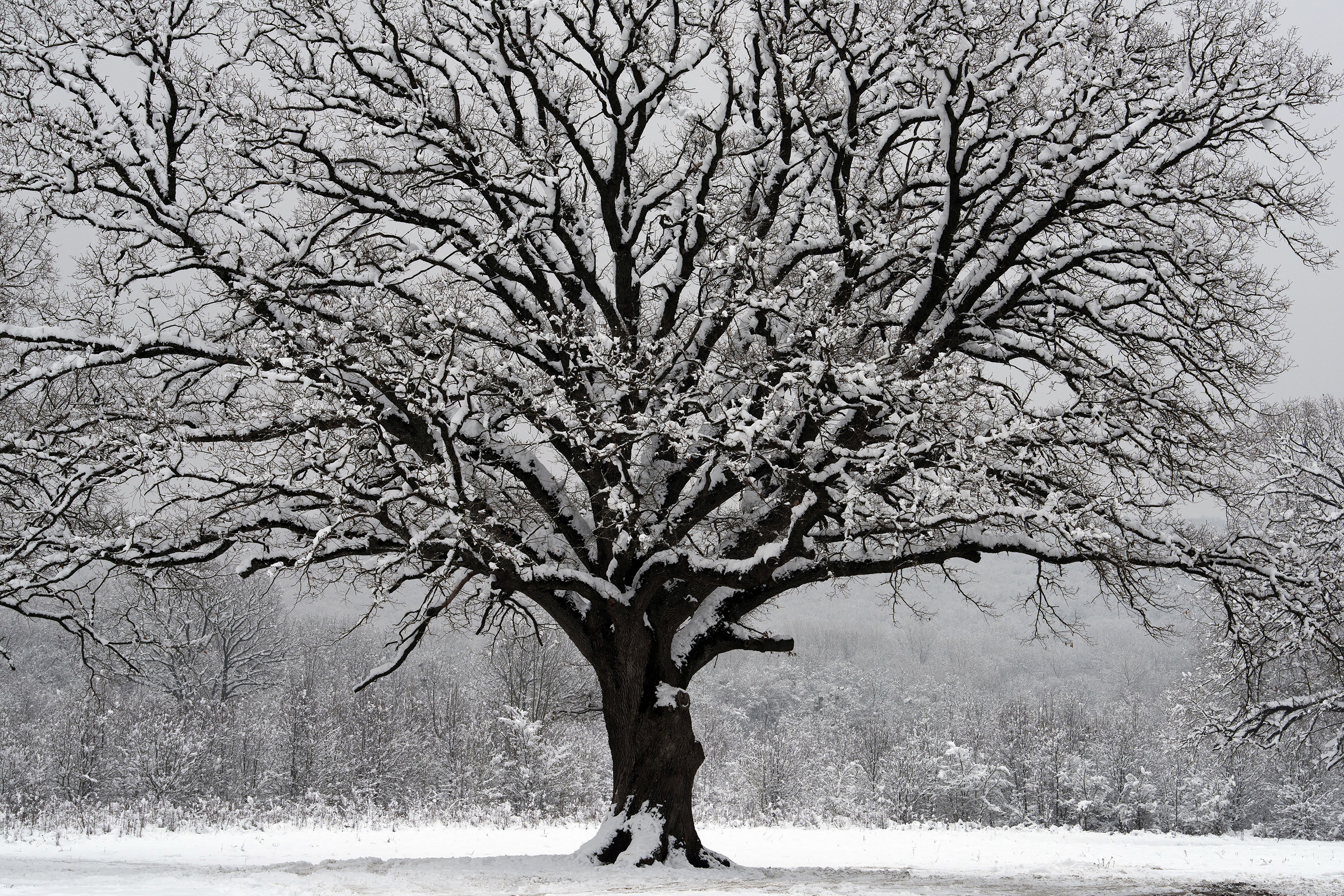 Отдельно-стоящий дуб в снегу