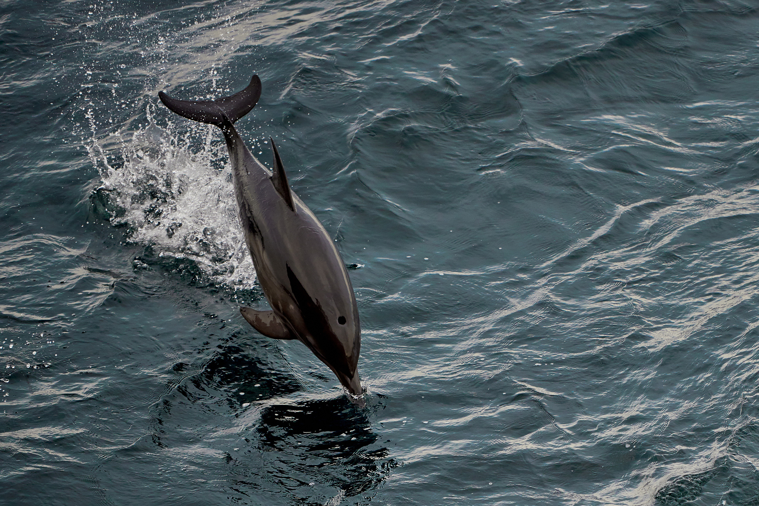 Дельфин прыгает над водой