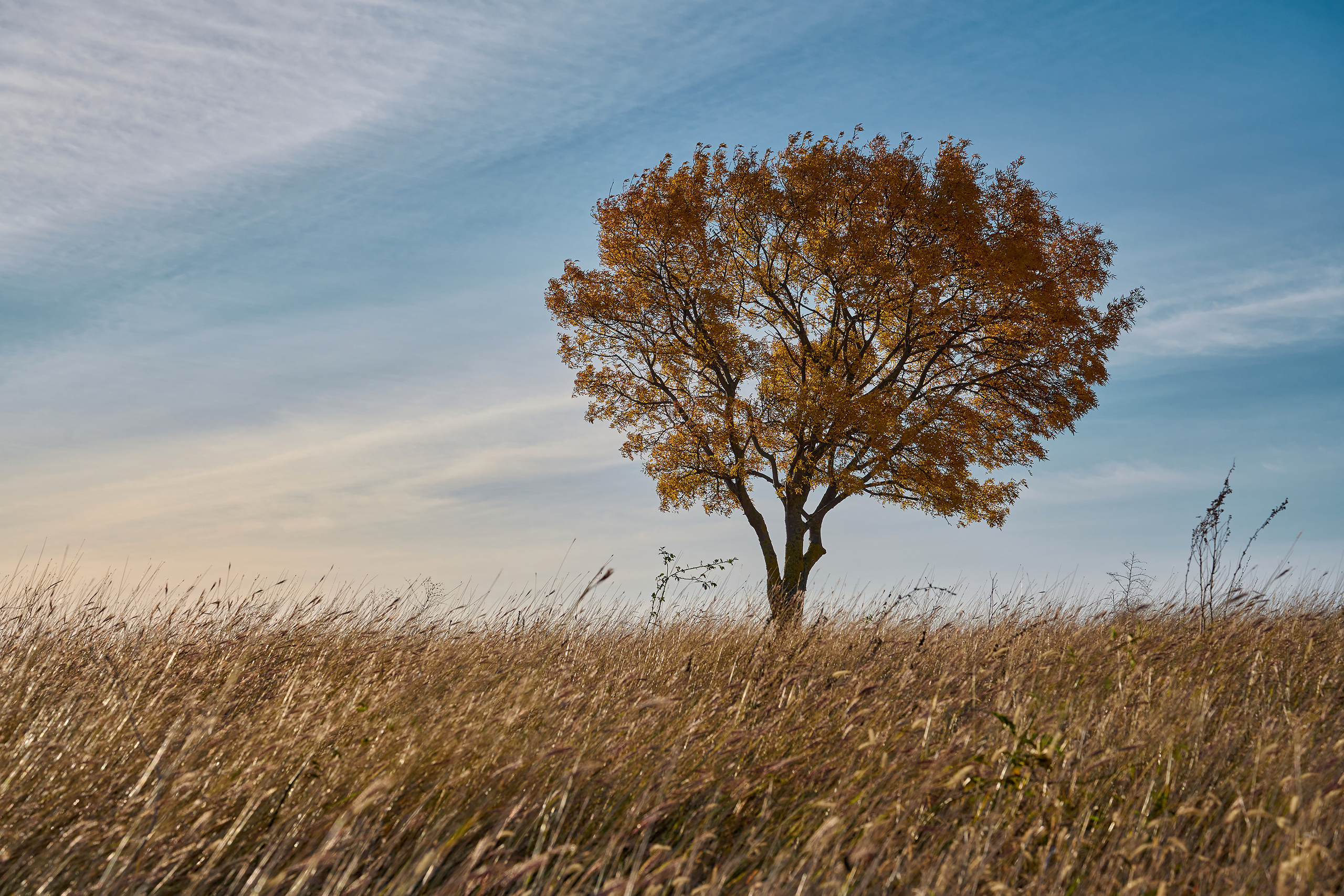 Осеннее одинокое дерево в поле