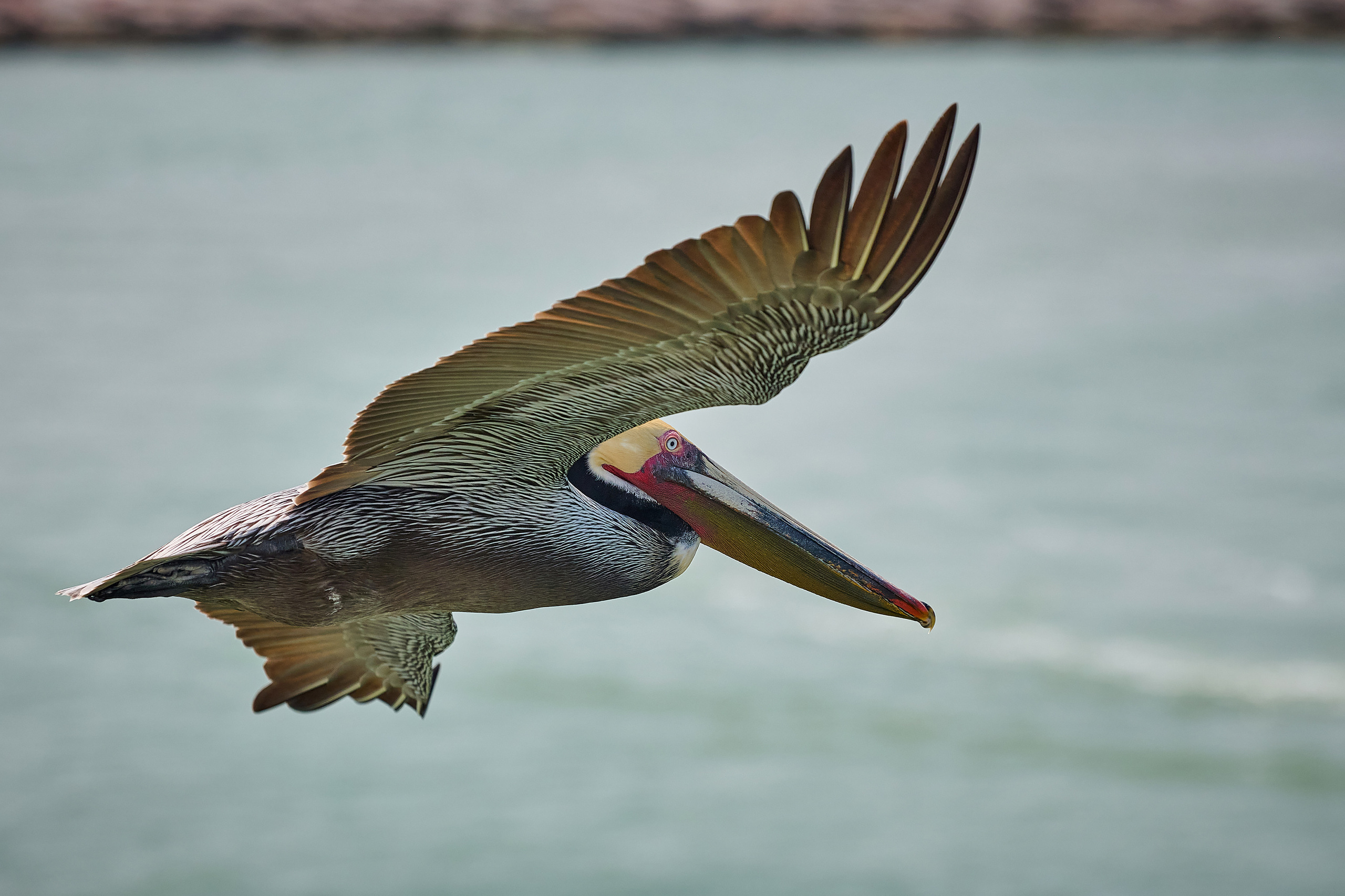 Пеликан летит над морем