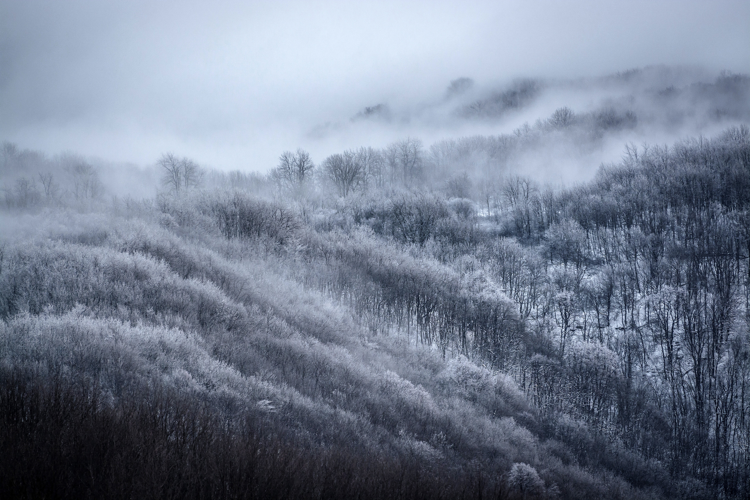 Лес в горах зимой в снегу