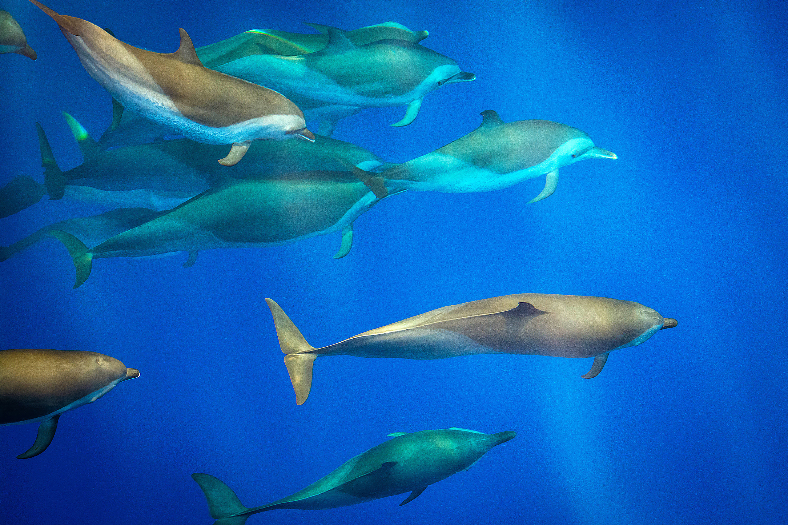 Дельфины под водой