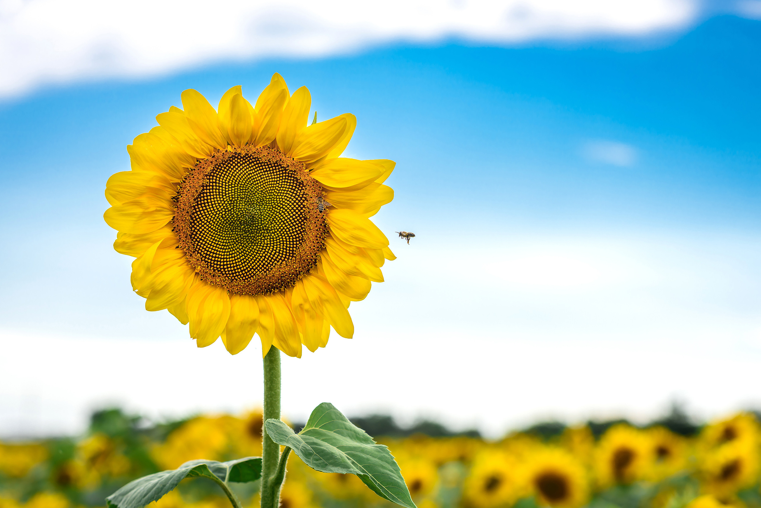 Цветущий подсолнух на фоне голубого неба