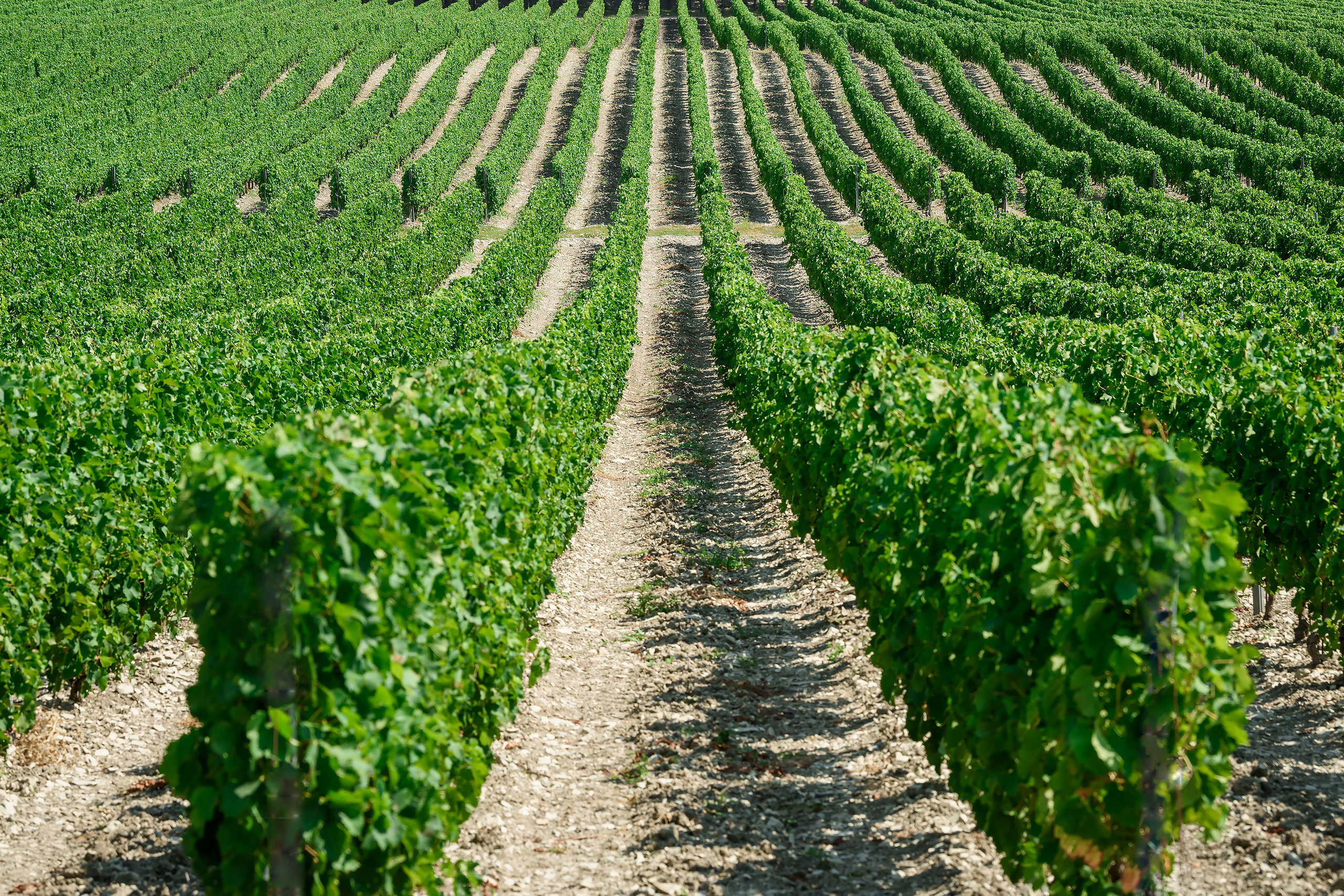Текстура, фон - ровные ряды виноградников