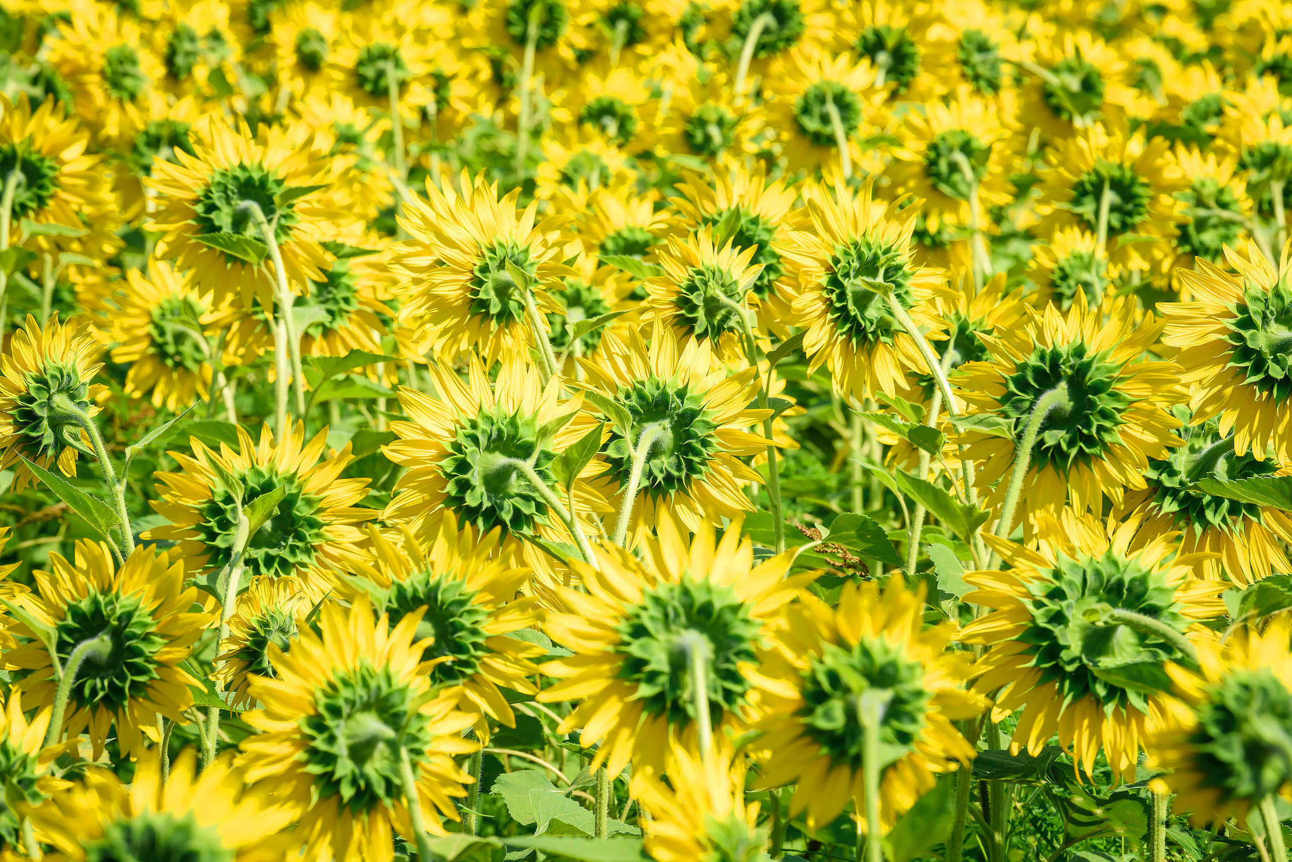 Текстура, фон - поле цветущих подсолнухов, вид с тыльной стороны