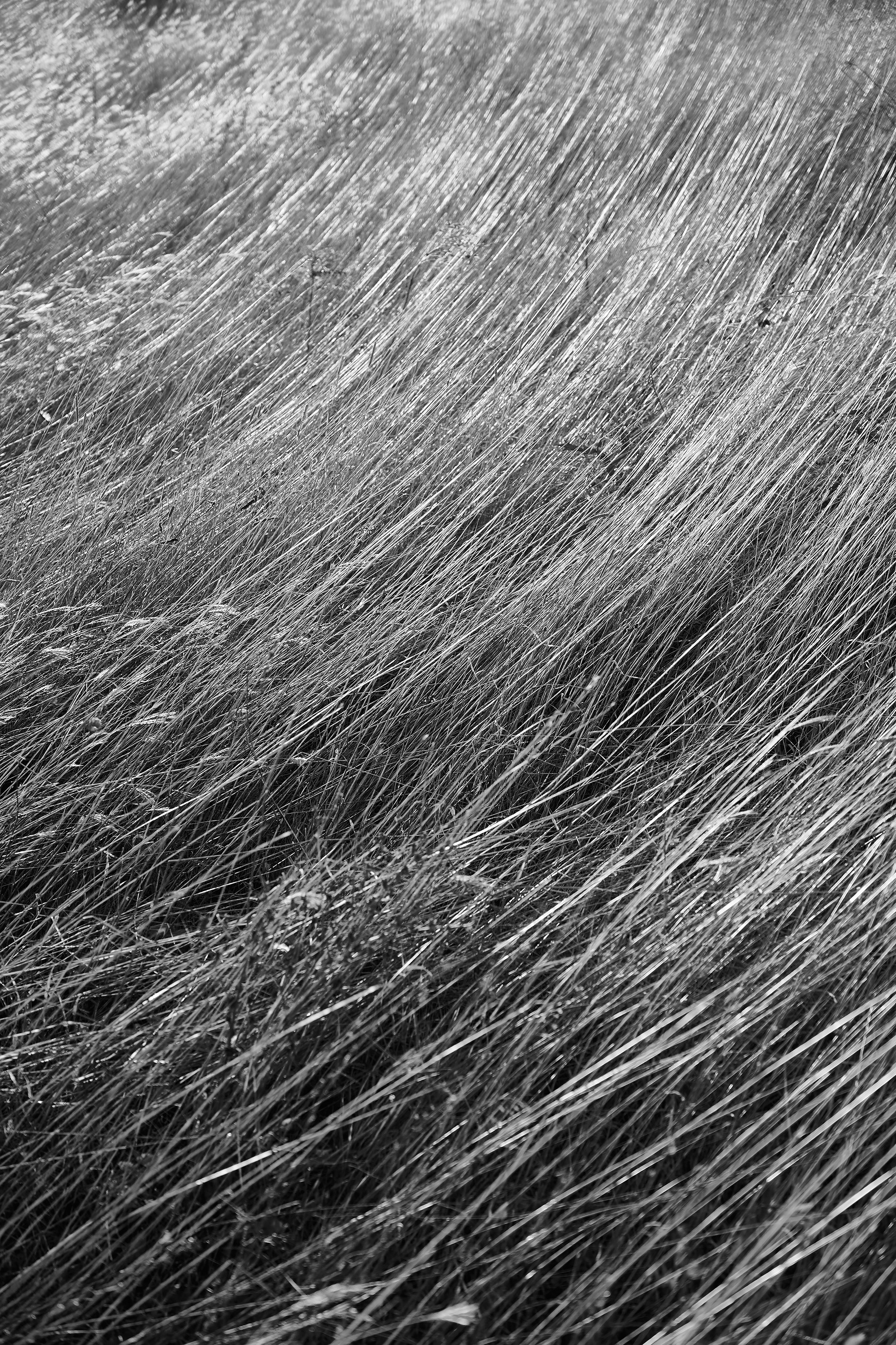 Текстура, фон из сухой травы в поле