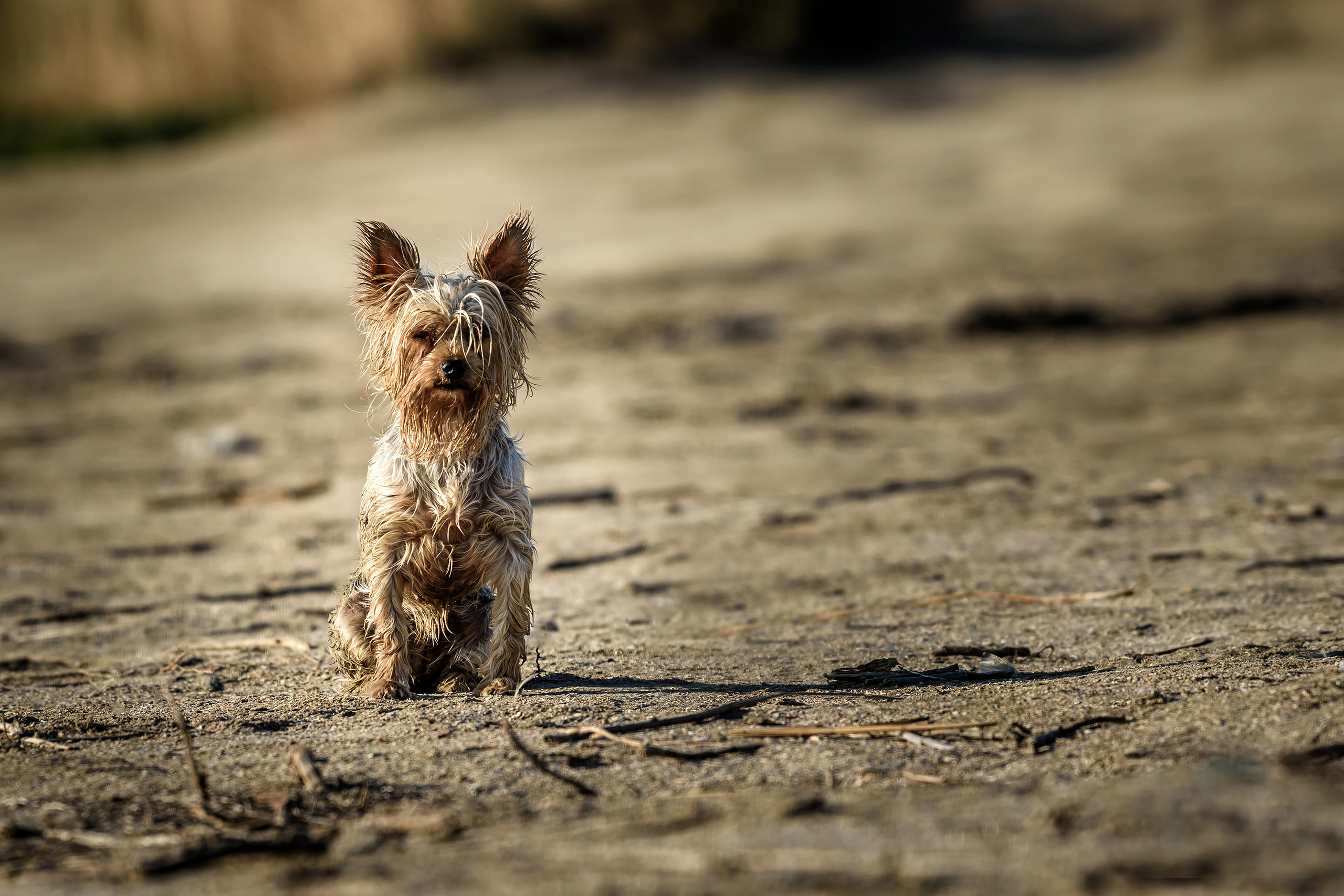 Собака той-терьер сидит на пляже