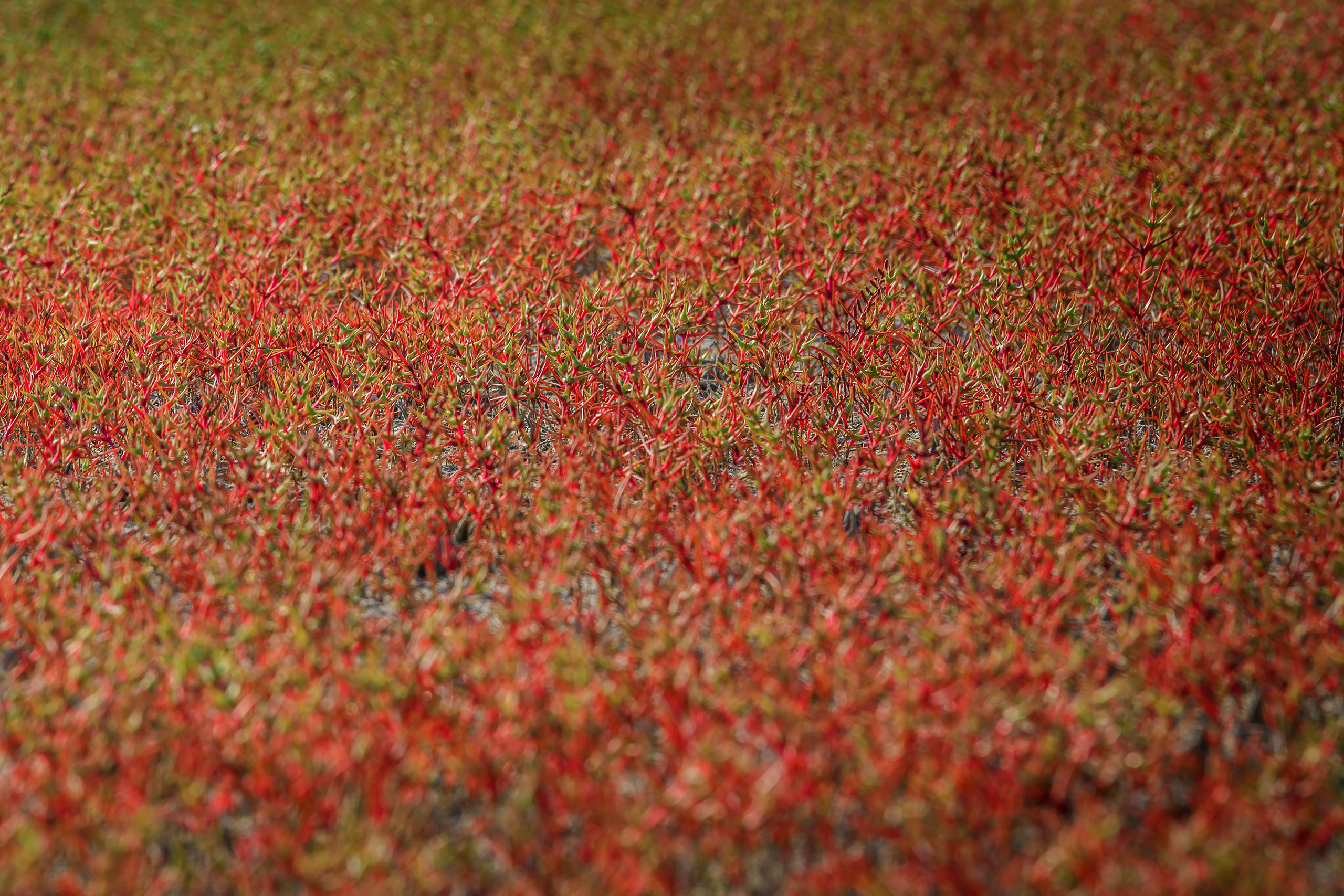 Поле красного солероса