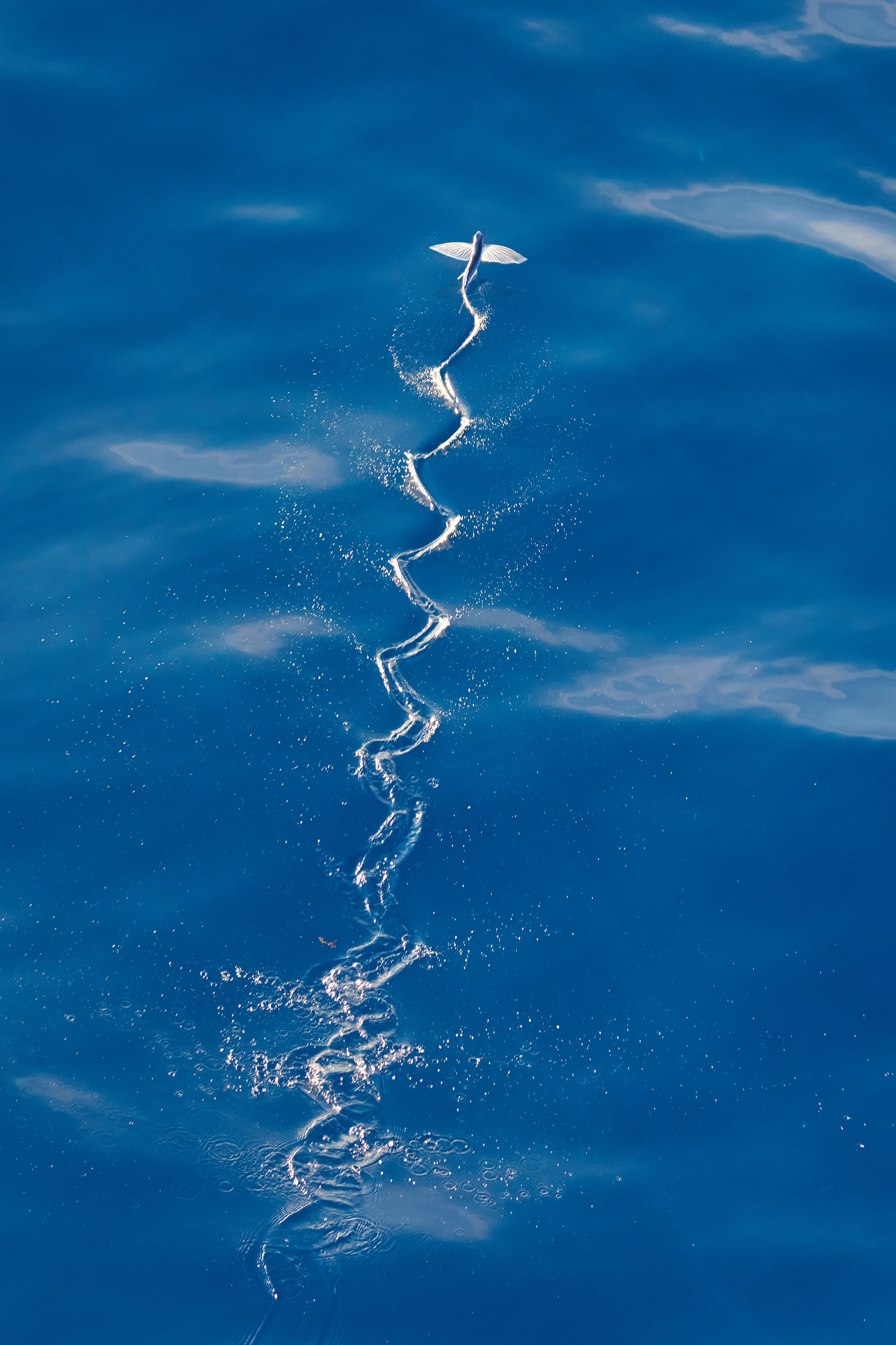 Летающая рыба летит над морем